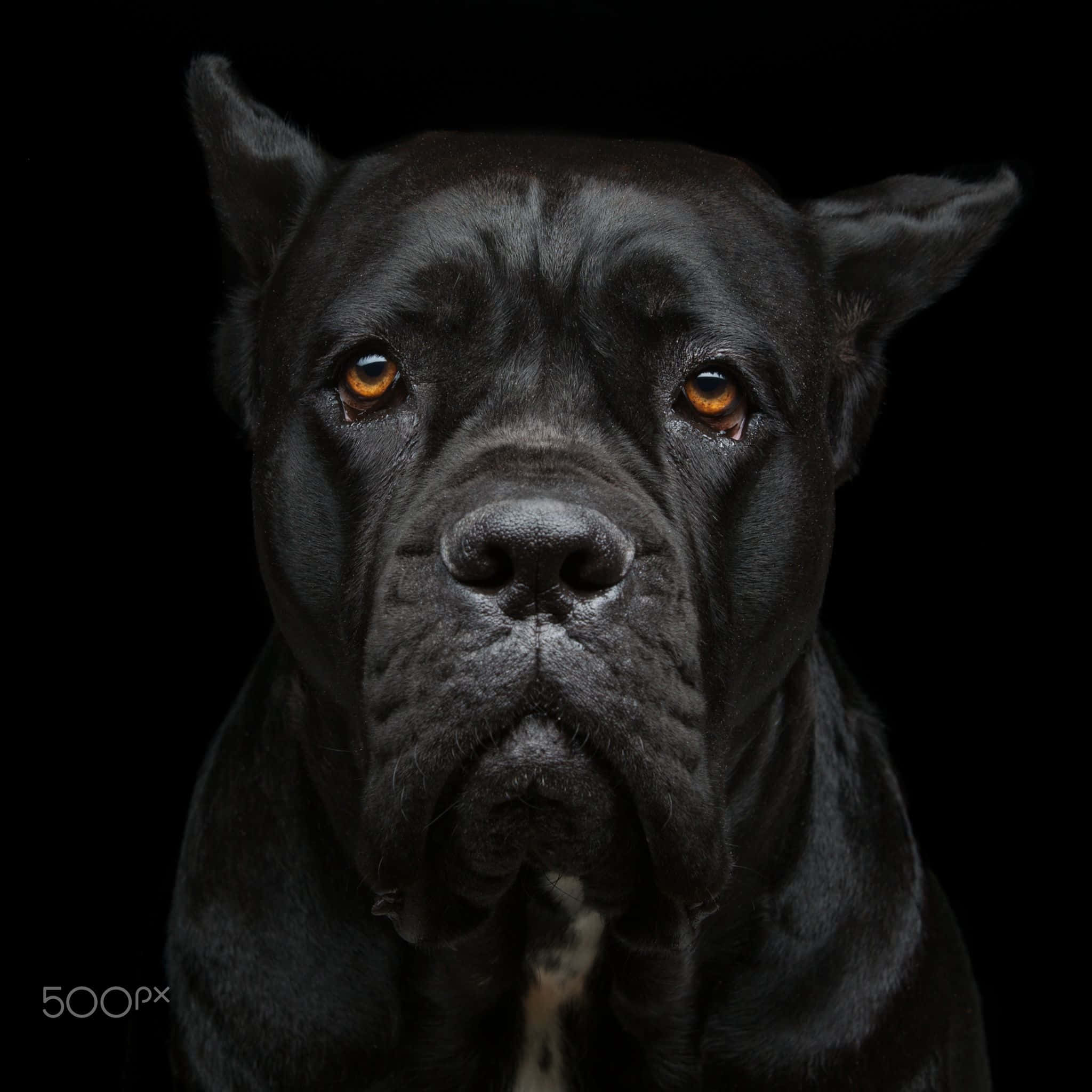 卡斯羅犬 桌布 壁紙 — 一張純黑色背景前，一隻黑色卡斯羅犬的近距離肖像照，牠用強烈的琥珀色眼睛直視鏡頭。