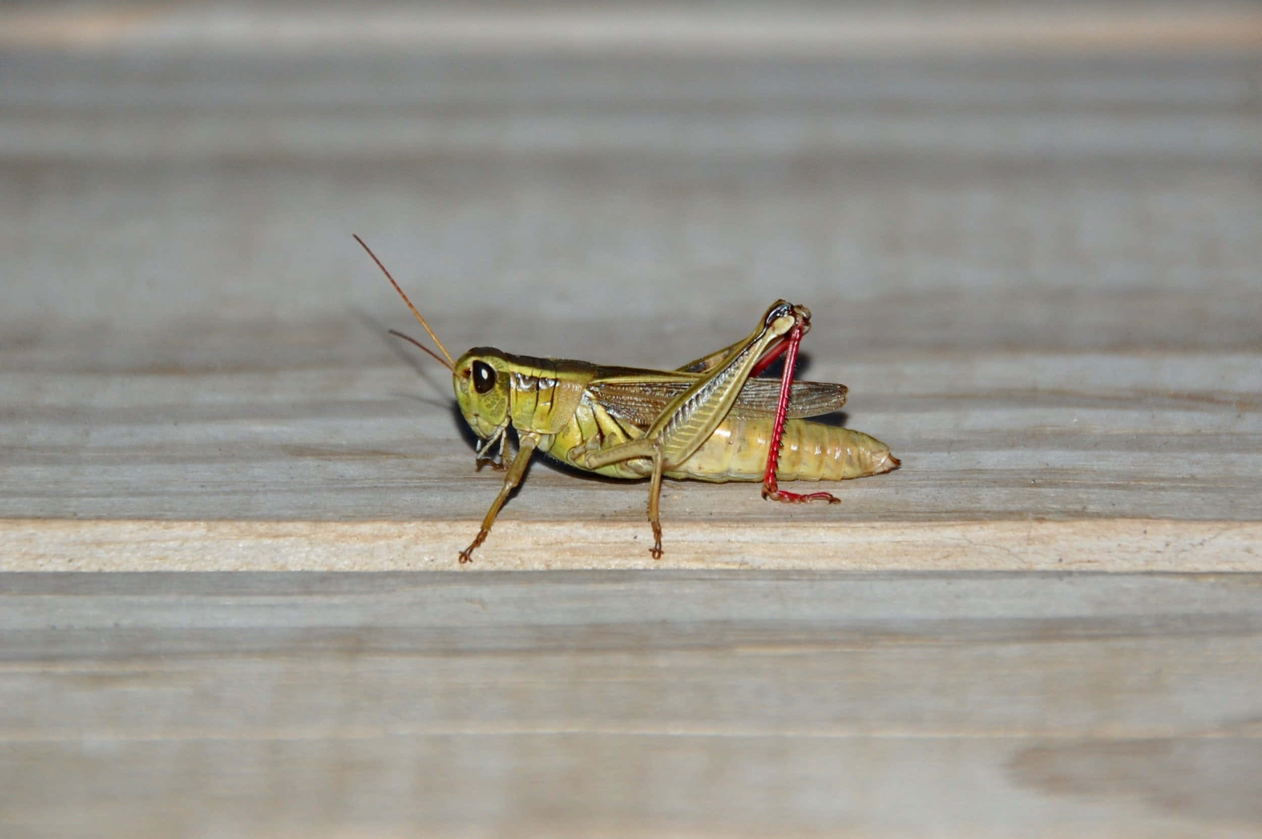Grasshopper 桌布 壁紙 — 一張綠色蚱蜢的近距離照片，腿部尖端呈紅色，棲息在風化的木板上。