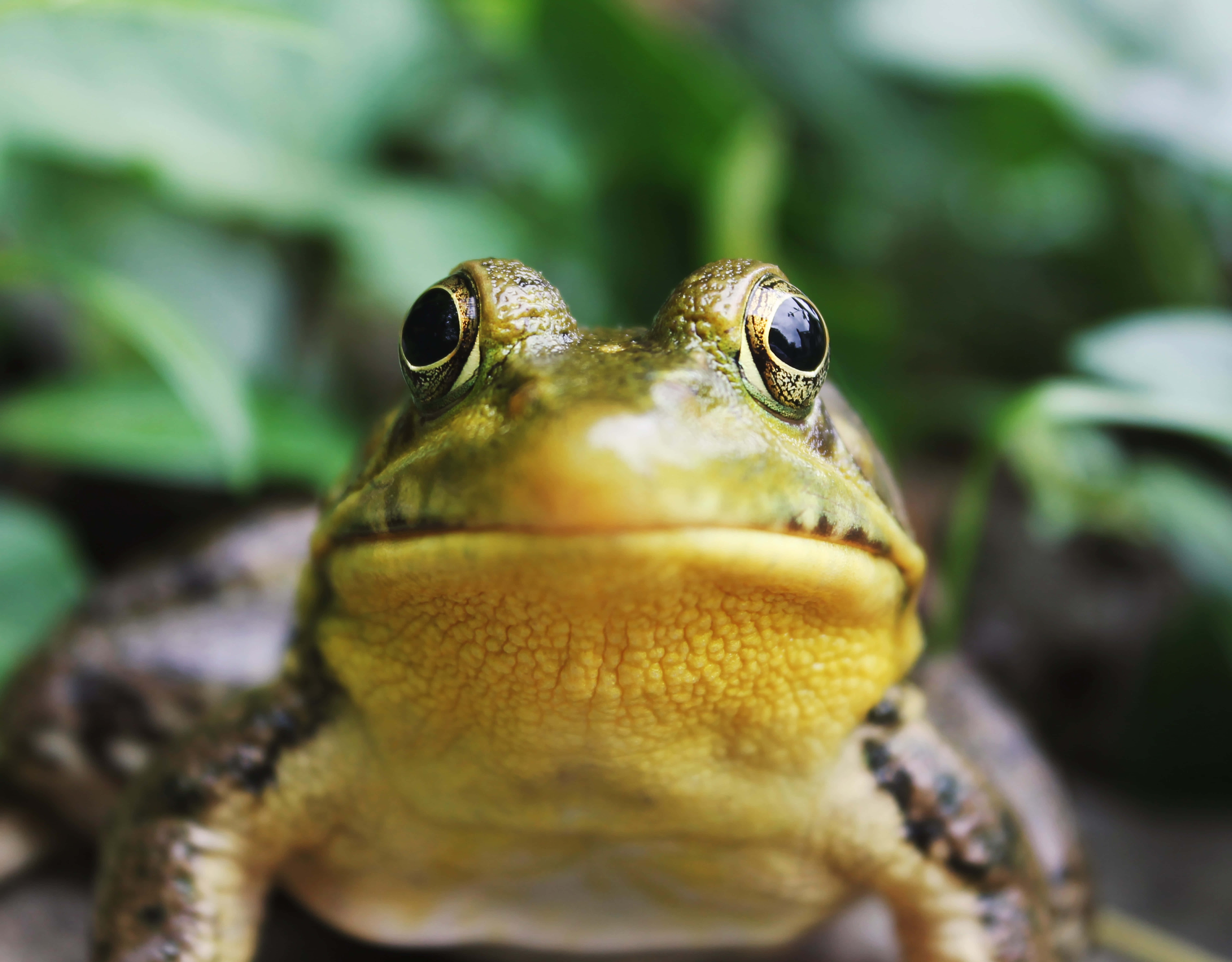Frog 桌布 壁紙 — 一張綠色青蛙的特寫照片，黃色喉嚨，直視鏡頭，背景是模糊的綠色樹葉。