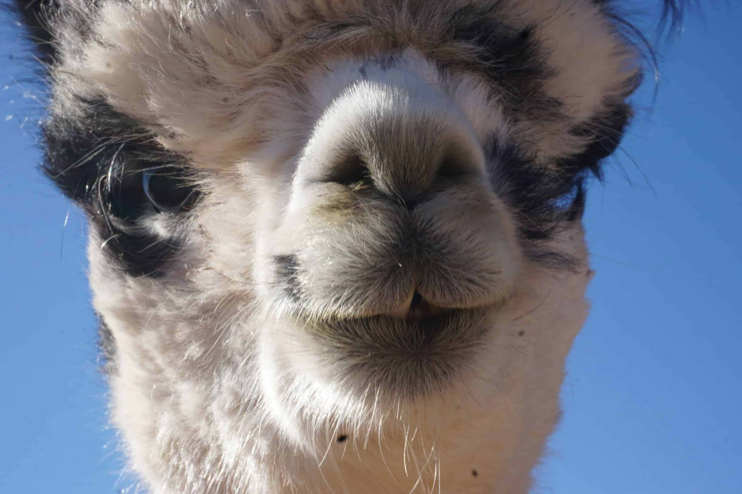 動物 桌布 壁紙 — 一張羊駝特寫照片，牠有黑白相間的蓬鬆毛髮，正低頭看著鏡頭，背景是清澈的藍天。