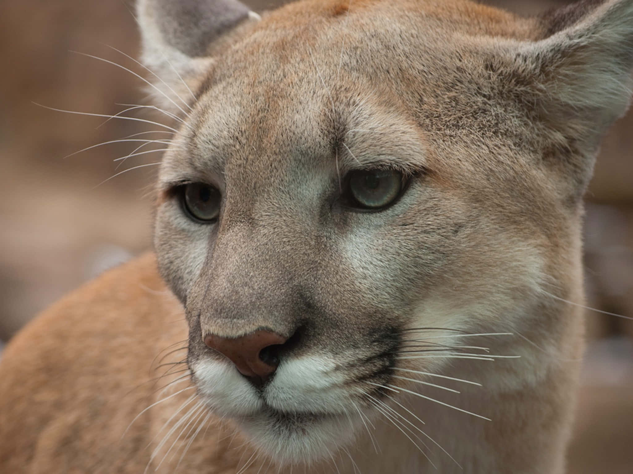 Puma 桌布 壁紙 — 一張美洲獅的近距離照片，展現其強烈的目光，毛髮和鬍鬚細節清晰，背景為模糊的自然景色。