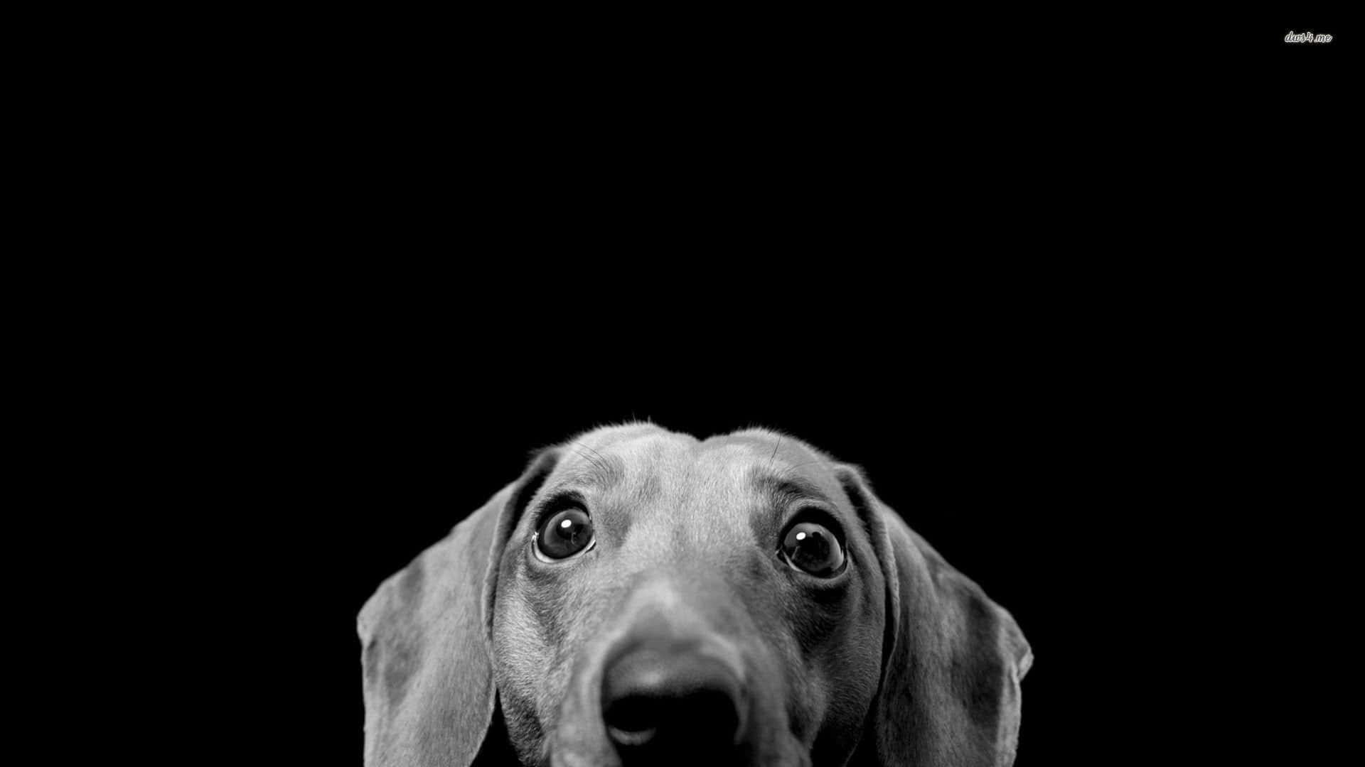 狗 桌布 壁紙 — 一張臘腸犬臉部特寫的黑白肖像，在純黑色背景上抬起頭，睜著一雙充滿好奇的大眼睛。