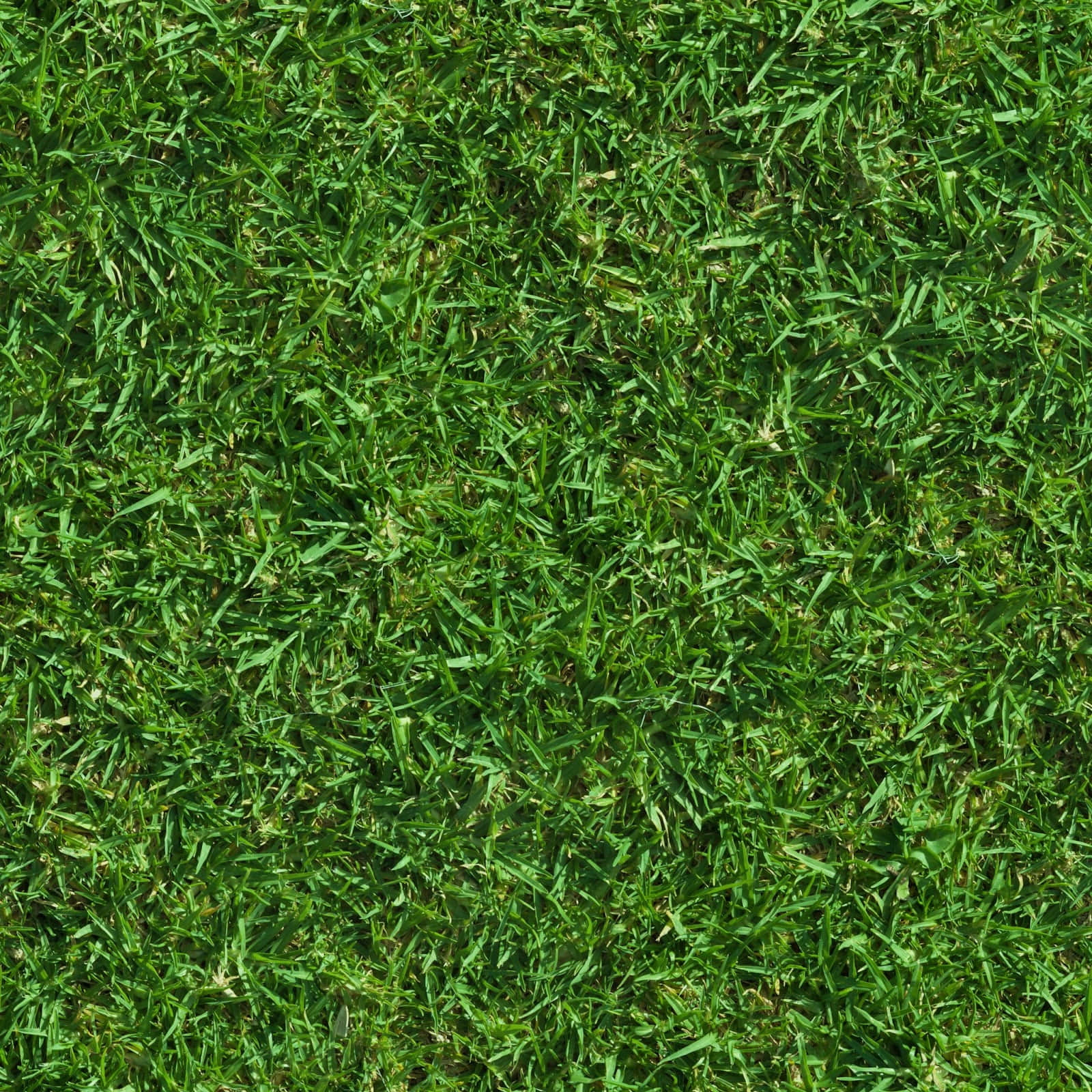 Grass Texture 桌布 壁紙 — 一張茂密綠色草葉的特寫照片，具有自然紋理和微妙的陰影變化。