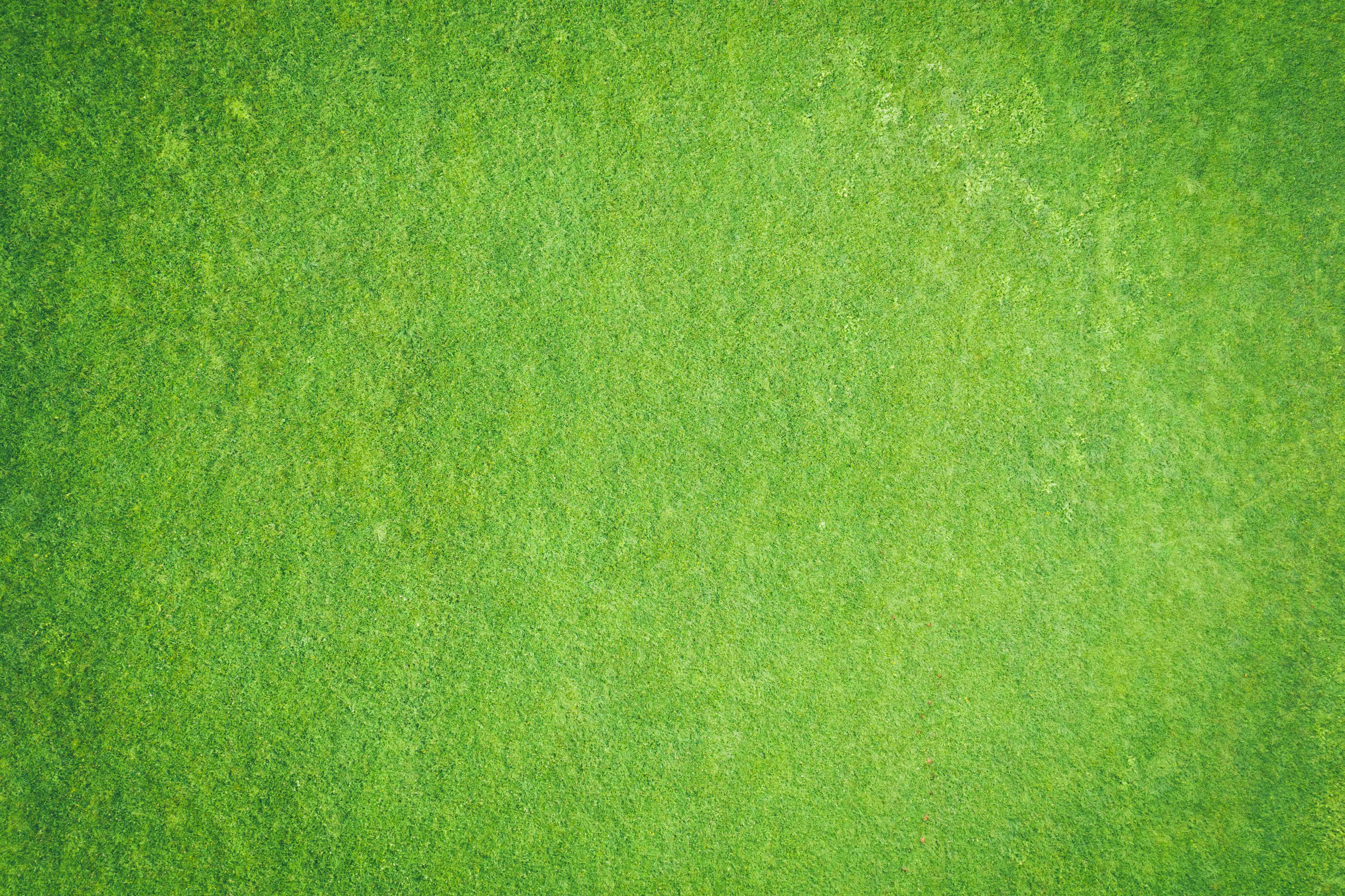 Green Texture 桌布 壁紙 — 一張茂密綠草的近距離照片，帶有微妙的紋理變化和自然光線。
