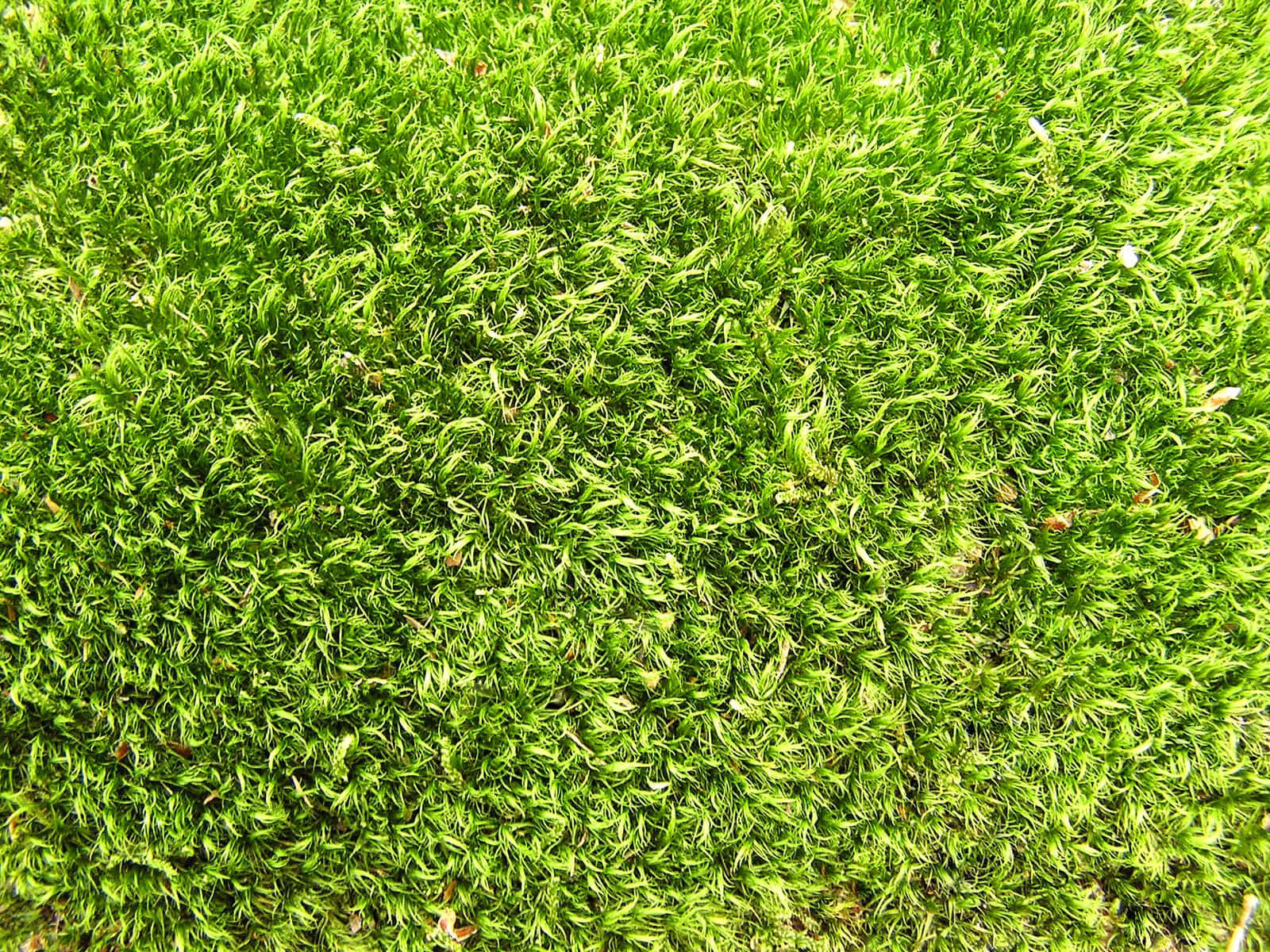 Grass Texture 桌布 壁紙 — 一張茂盛鮮綠色苔蘚的特寫照片，帶有細小的針狀葉子和散落的細小棕色葉子。