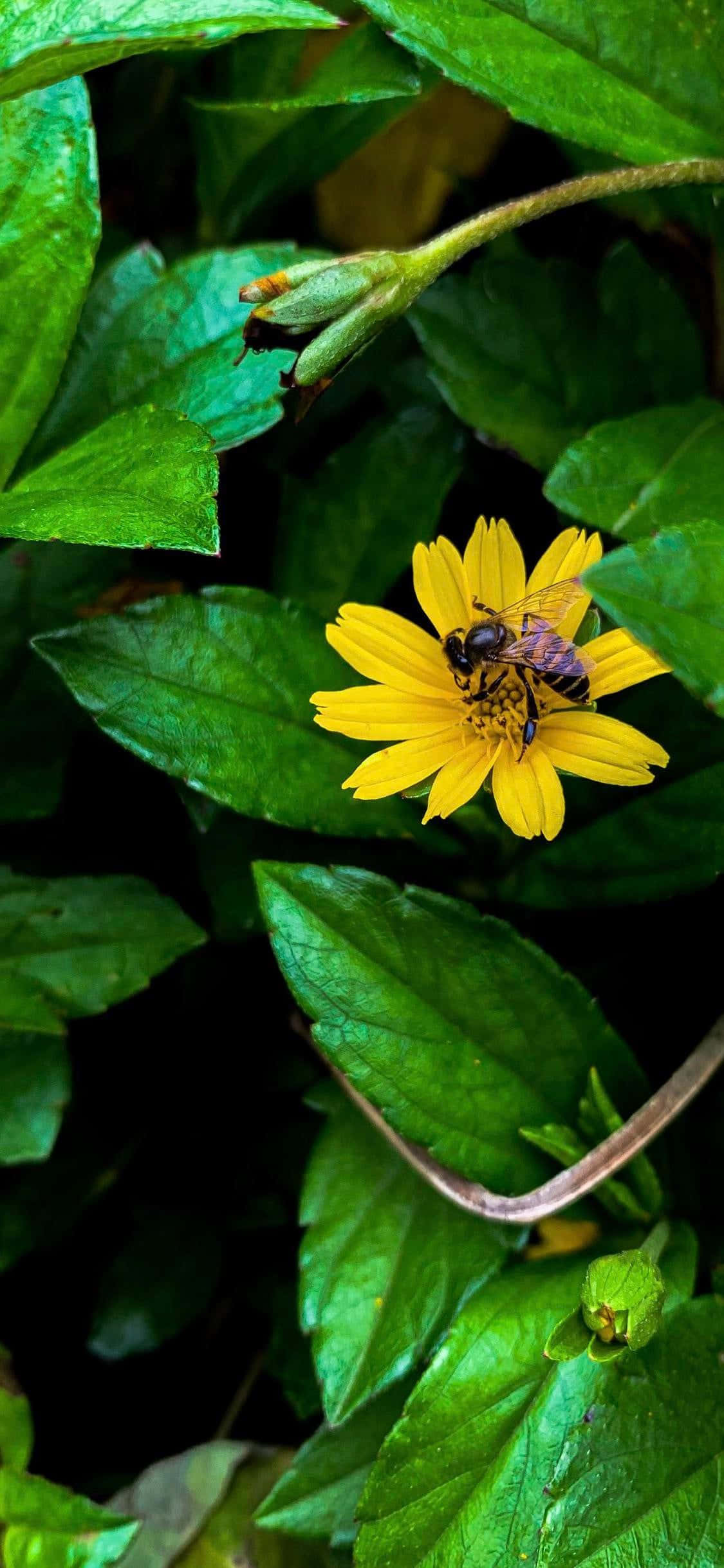 bees 桌布 壁紙 — 一張蜜蜂在鮮黃色花朵上採集花蜜的特寫照片，周圍環繞著茂密的綠葉。