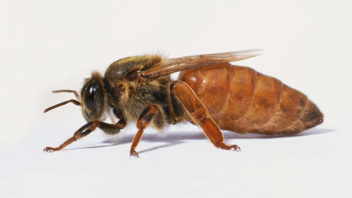 Queen Bee 桌布 壁紙 — 一張蜜蜂的特寫照片，具有詳細的絨毛質感和半透明翅膀，背景為純白色。