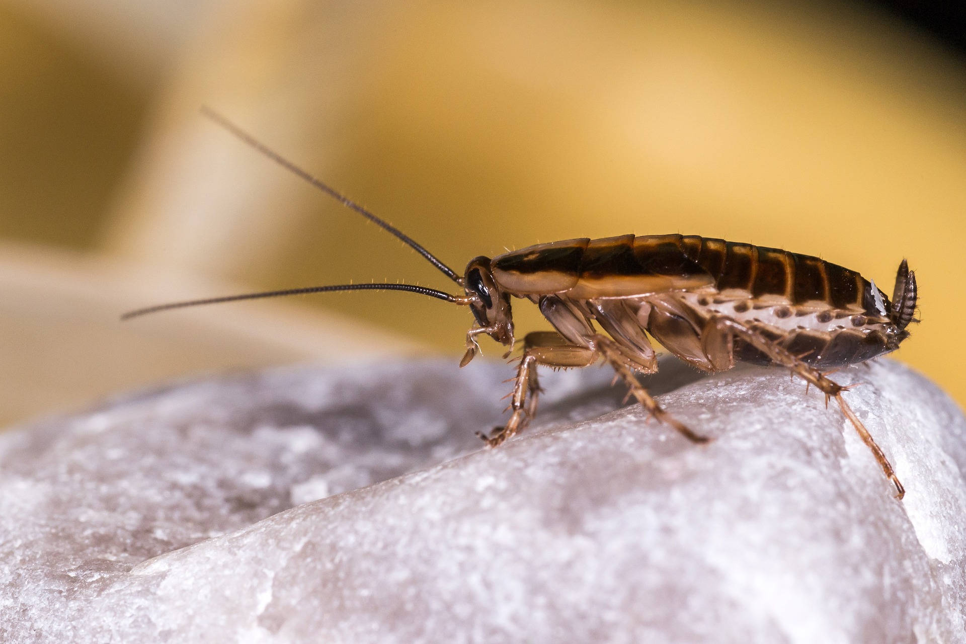 Cockroach 桌布 壁紙 — 一張蟑螂的特寫照片，有詳細的腿和觸角，在溫暖的黃色背景下爬行在紋理灰色表面上。