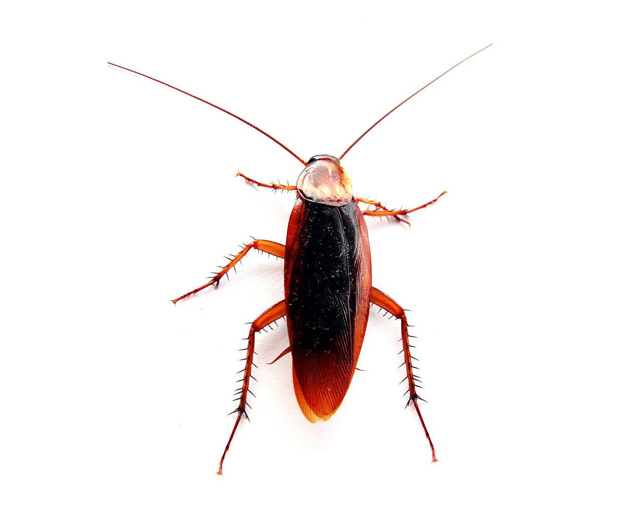 Cockroach 桌布 壁紙 — 一張蟑螂的特寫照片，深棕色身體和紅橙色腿，背景為純白色。