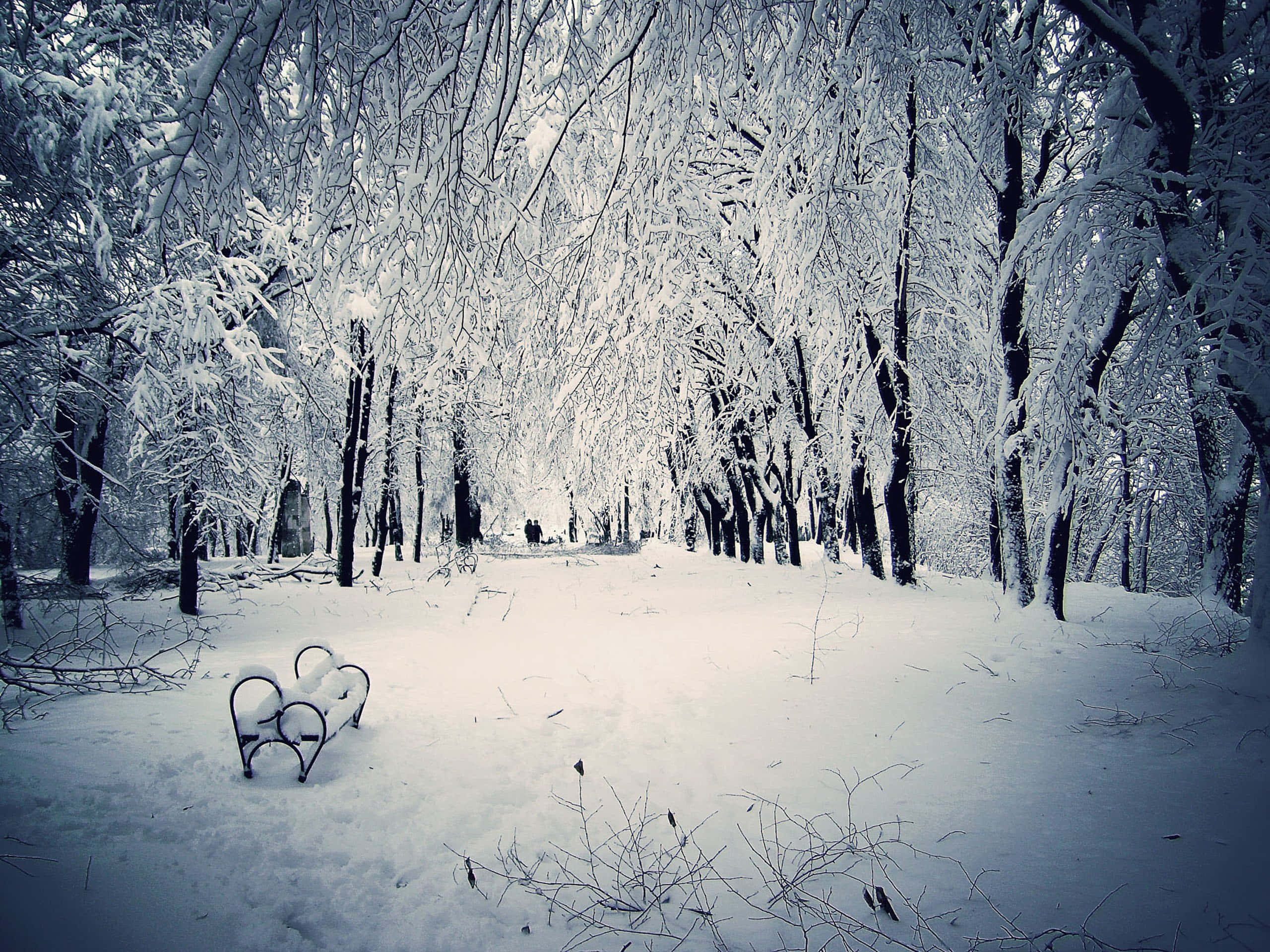 Winter Scenery Desktop 桌布 壁紙 — 一張被雪覆蓋的公園長椅，坐落在寂靜的冬季森林中，被霜凍的樹木遮蔽。