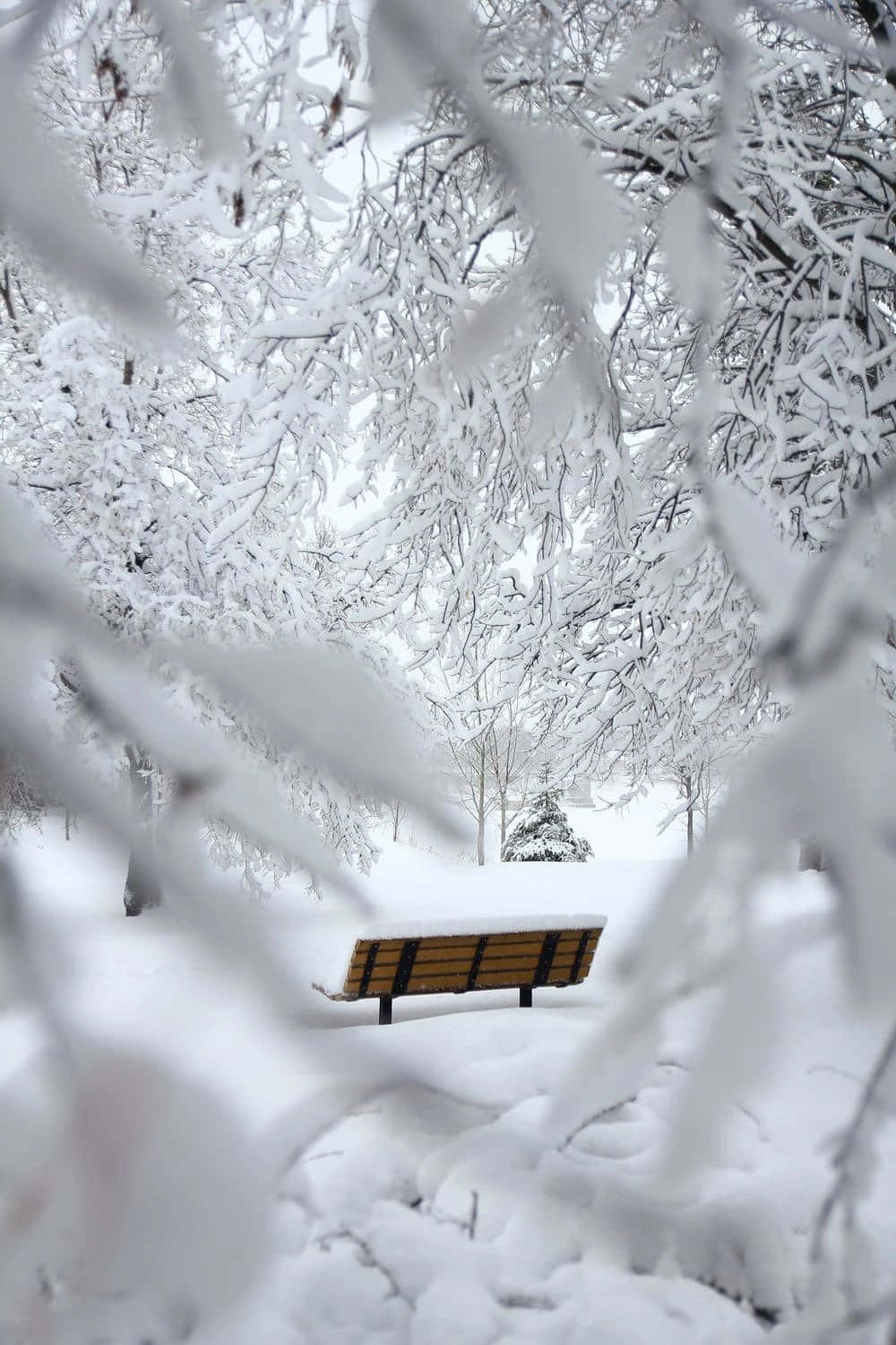 桌布 壁紙 — 一張被雪覆蓋的木製長凳靜靜地放在冬季公園中，周圍是結霜的樹枝。