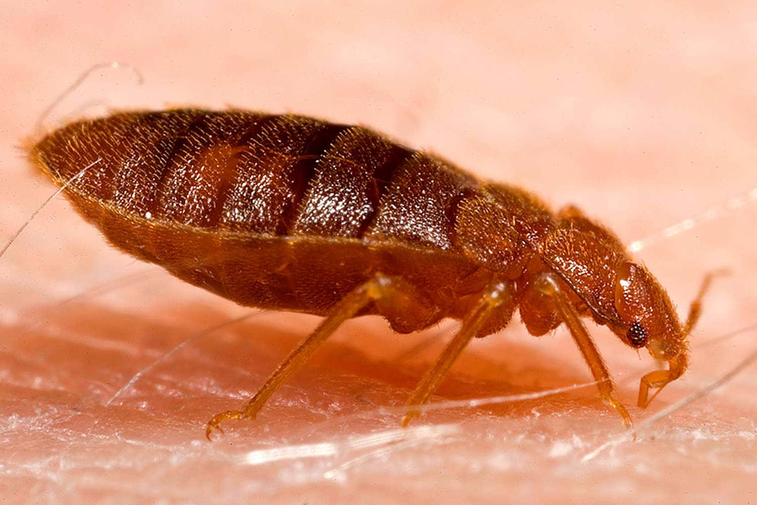 bug 桌布 壁紙 — 一張褐色臭蟲在人體皮膚上爬行的特寫照片，毛髮和紋理清晰可見。