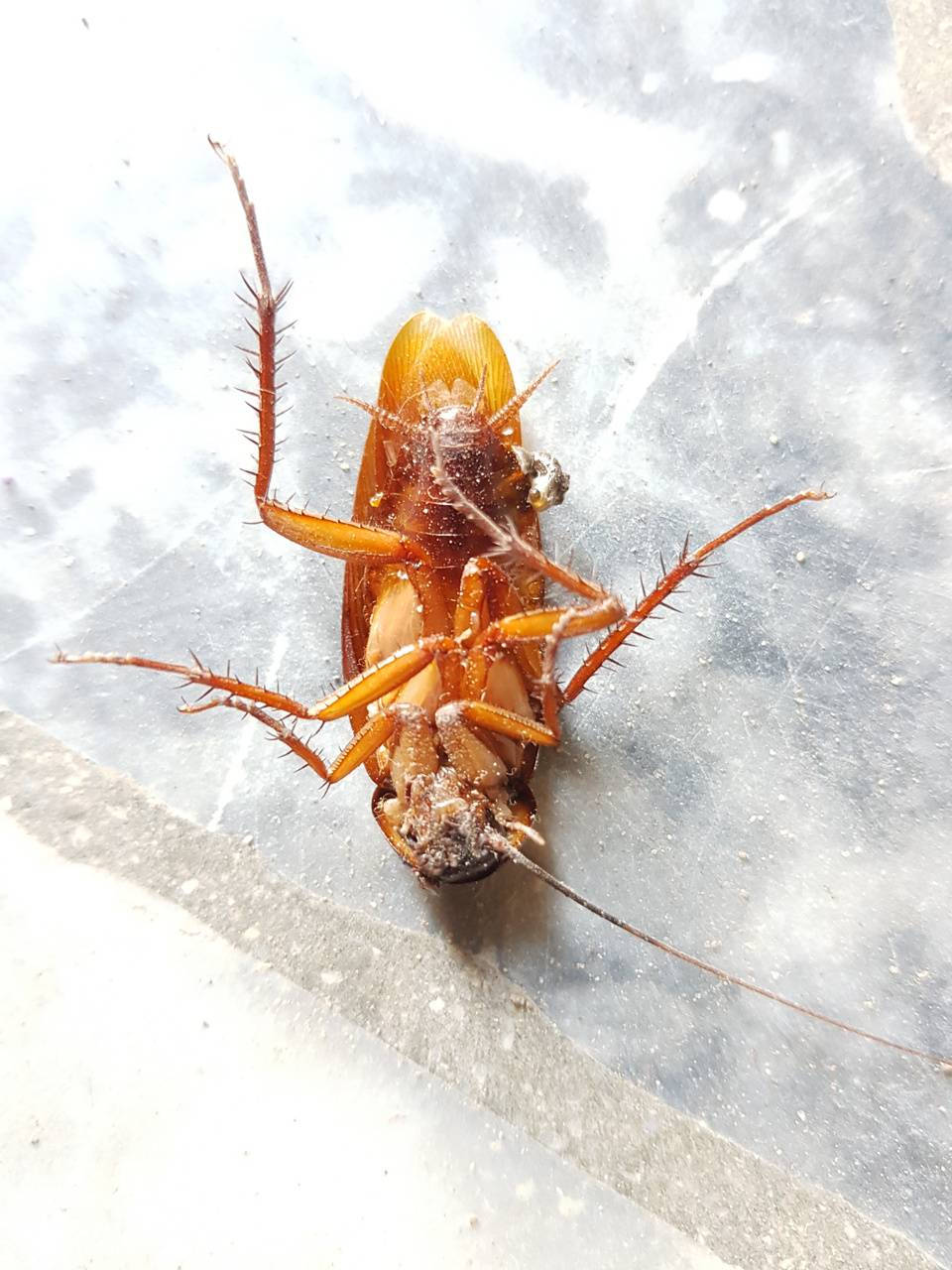 Cockroach 桌布 壁紙 — 一張褐色蟑螂仰臥在斑點灰色表面上的特寫照片。