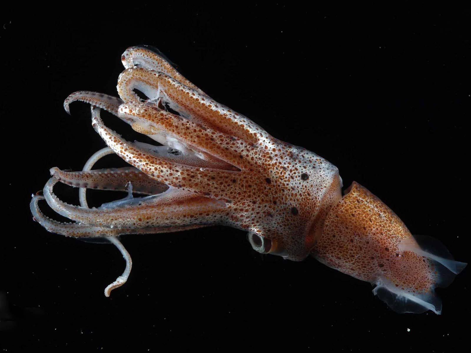 squid 桌布 壁紙 — 一張詳細照片，顯示一隻斑點魷魚在漆黑的水下背景中優雅地漂浮。