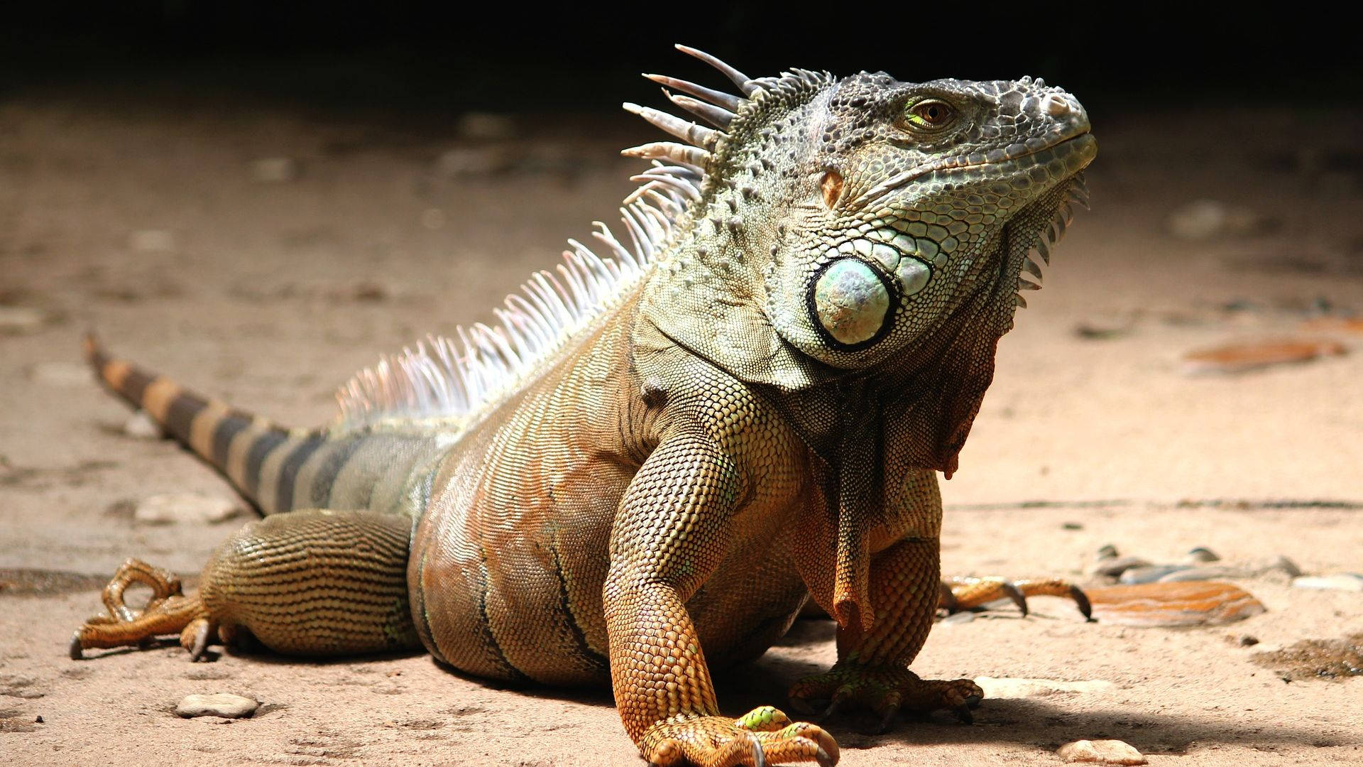 reptile 桌布 壁紙 — 一張詳細照片，顯示一隻綠色鬣蜥，帶有尖刺冠，在明亮的陽光下休息在沙地上。