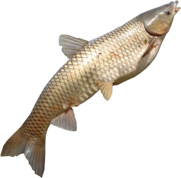 Carp 桌布 壁紙 — 一張詳細的照片，拍攝了一條銀鱗魚，帶有半透明的魚鰭，背景是純黑色。