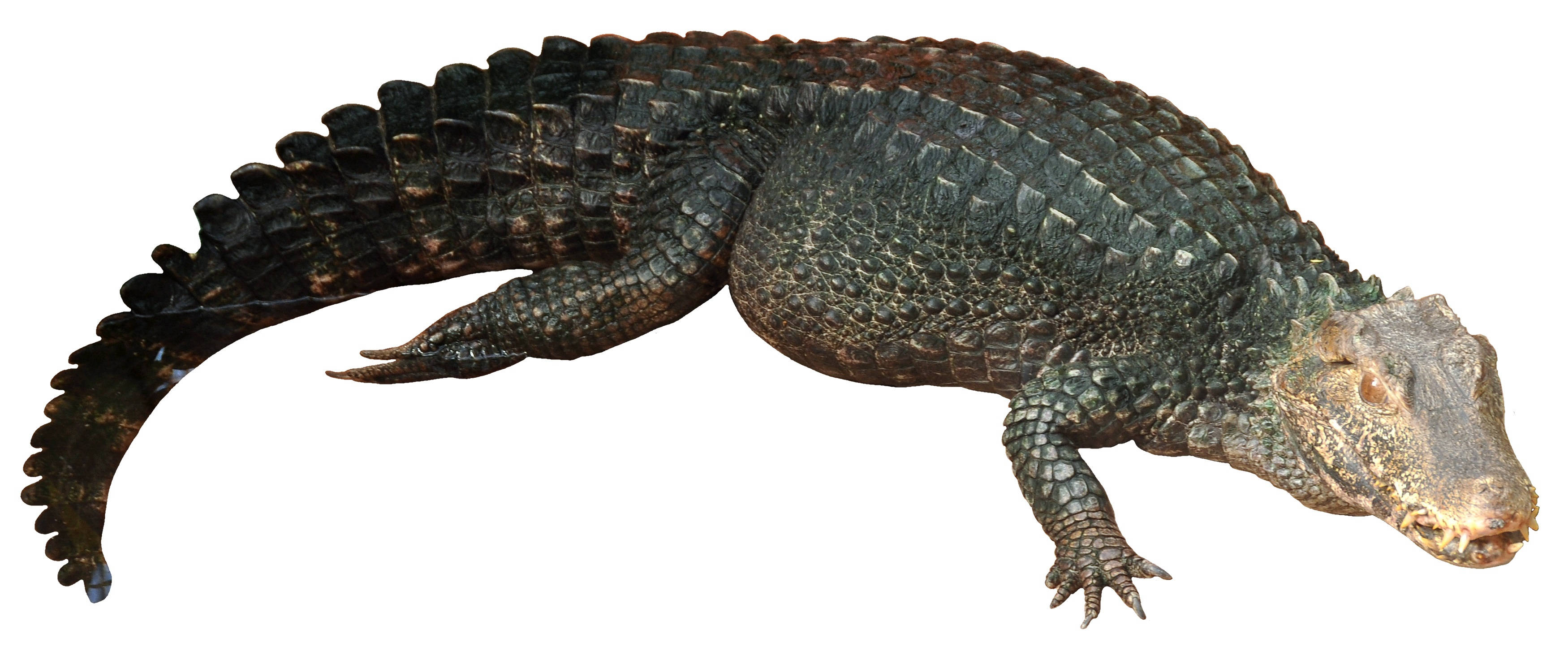 crocodile 桌布 壁紙 — 一張詳細的照片，顯示一條深色鱗片的凱門鱷在純白色背景上休息，長尾巴優雅地彎曲。