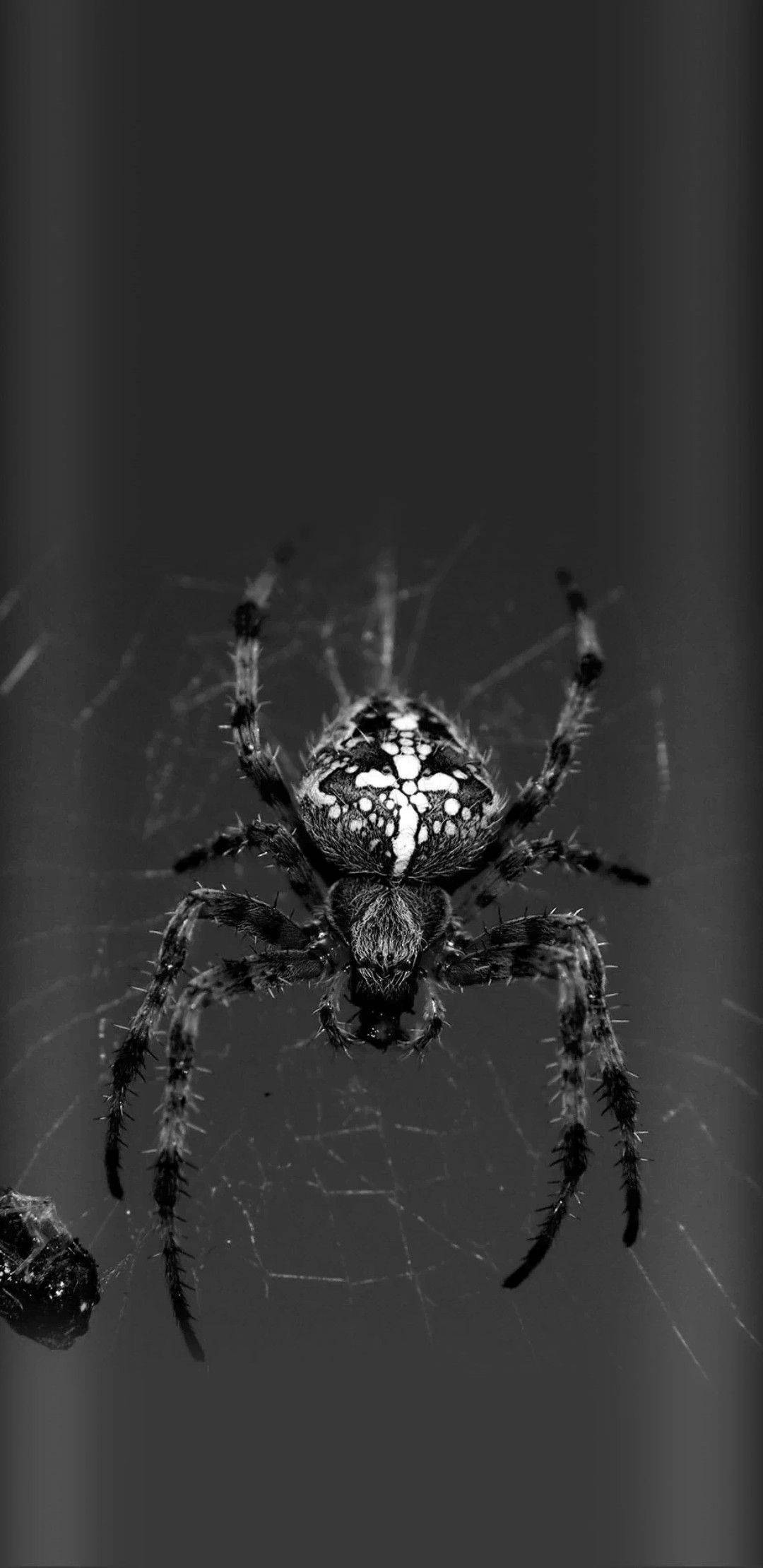 Spider 桌布 壁紙 — 一張詳細的黑白特寫，蜘蛛腹部有複雜圖案，正停留在其網的中心。