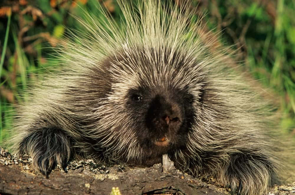 Porcupine 桌布 壁紙 — 一張豪豬在長滿草的森林環境中，刺毛直立站在圓木上的特寫照片。