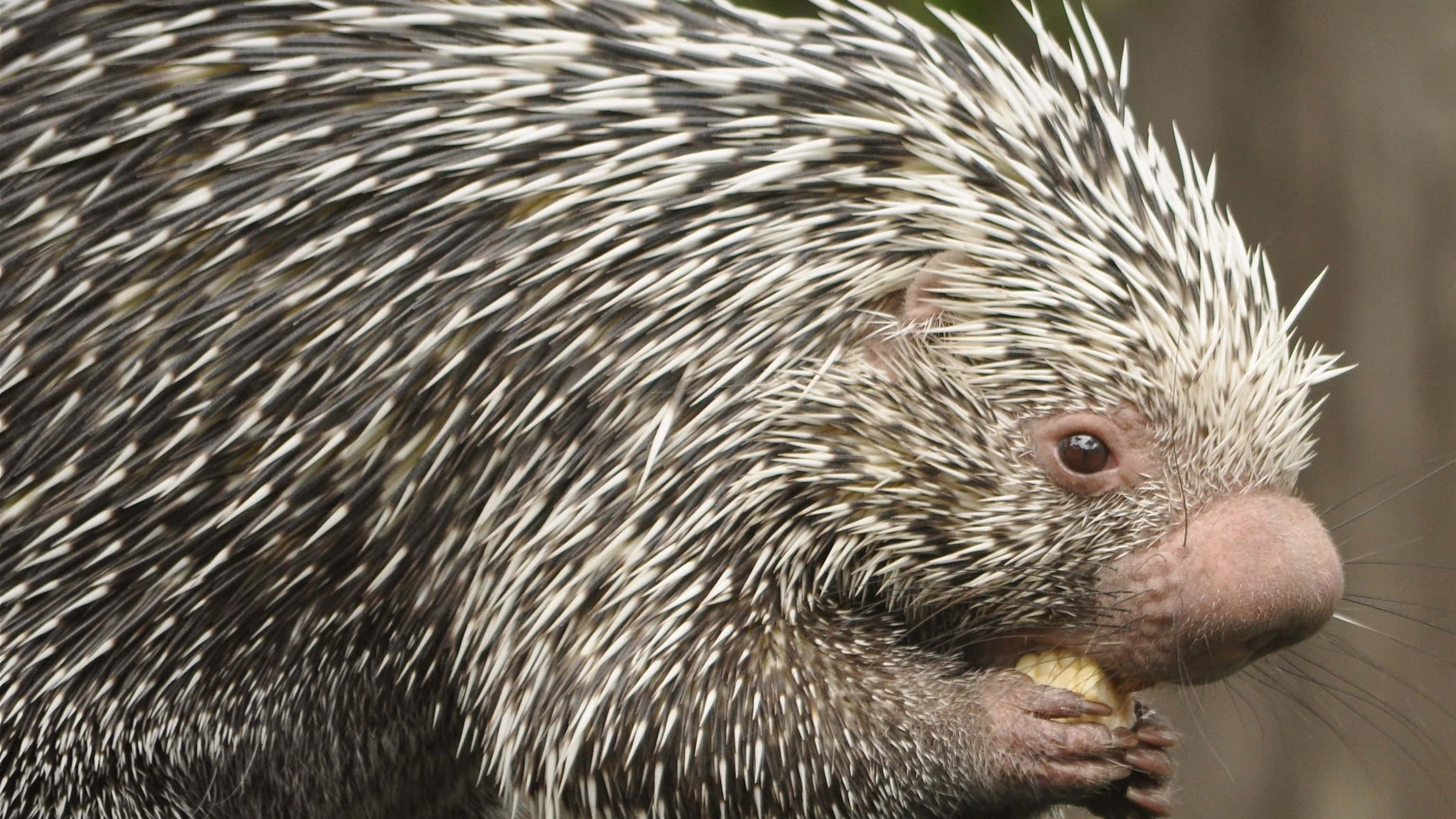 Porcupine 桌布 壁紙 — 一張豪豬的近距離照片，牠有尖銳的黑白刺，正在啃堅果。