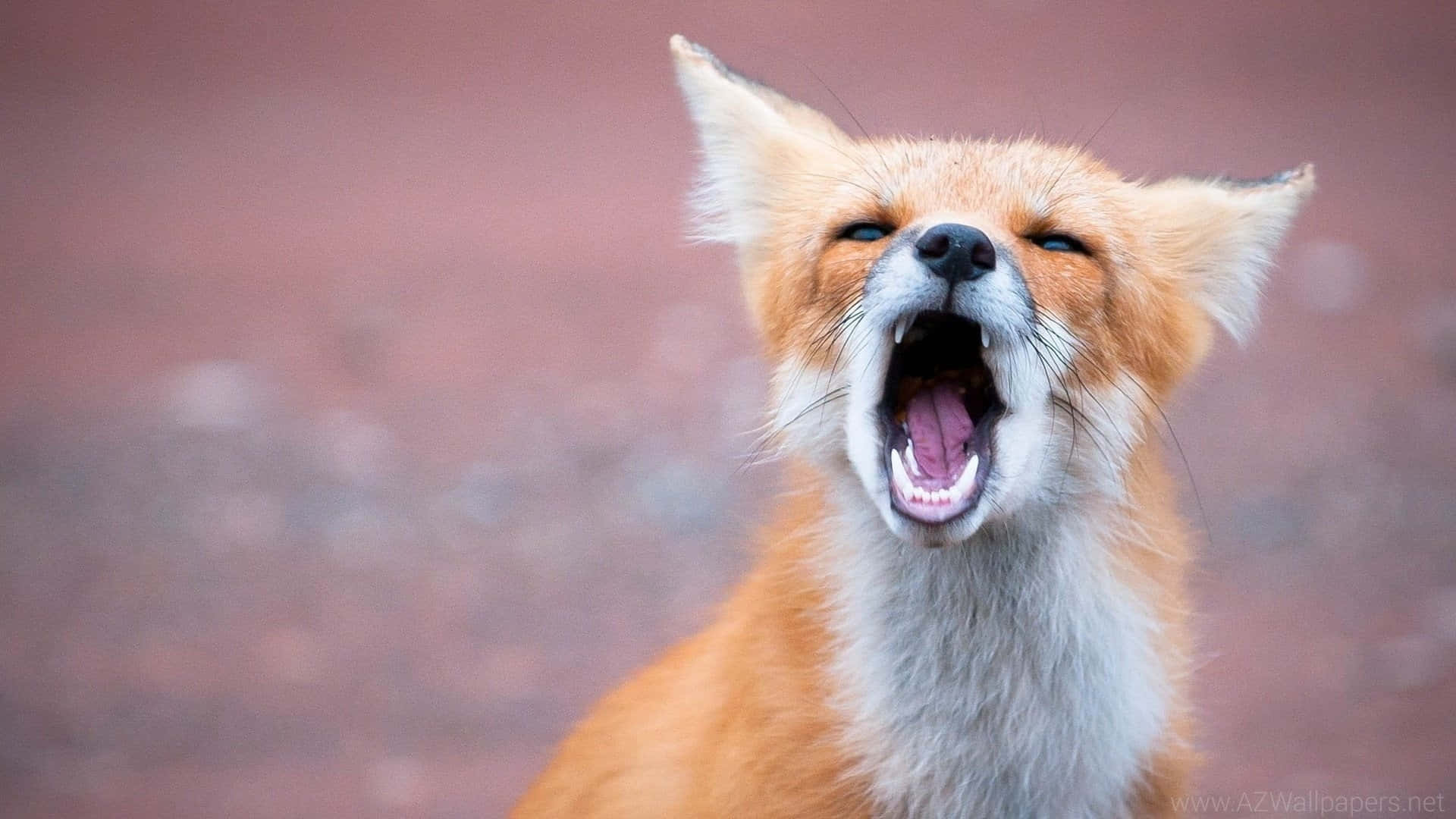Cool Fox 桌布 壁紙 — 一張赤狐打呵欠的特寫照片，嘴巴張開露出牙齒和舌頭，背景模糊帶紅色。