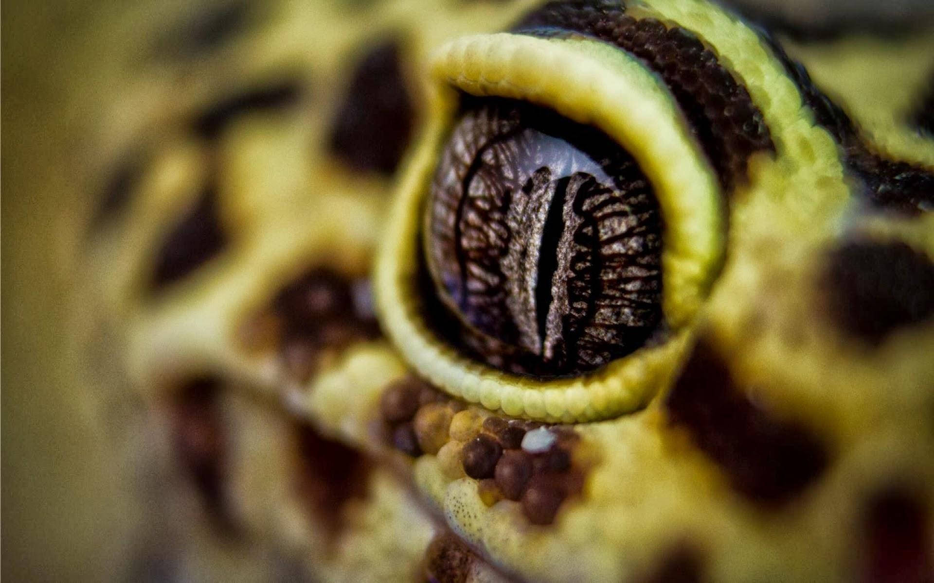 Leopard Gecko 桌布 壁紙 — 一張超詳細的微距照片捕捉了豹紋守宮眼睛的強烈垂直狹縫瞳孔，周圍環繞著鮮豔的黃色和棕色圖案鱗片。