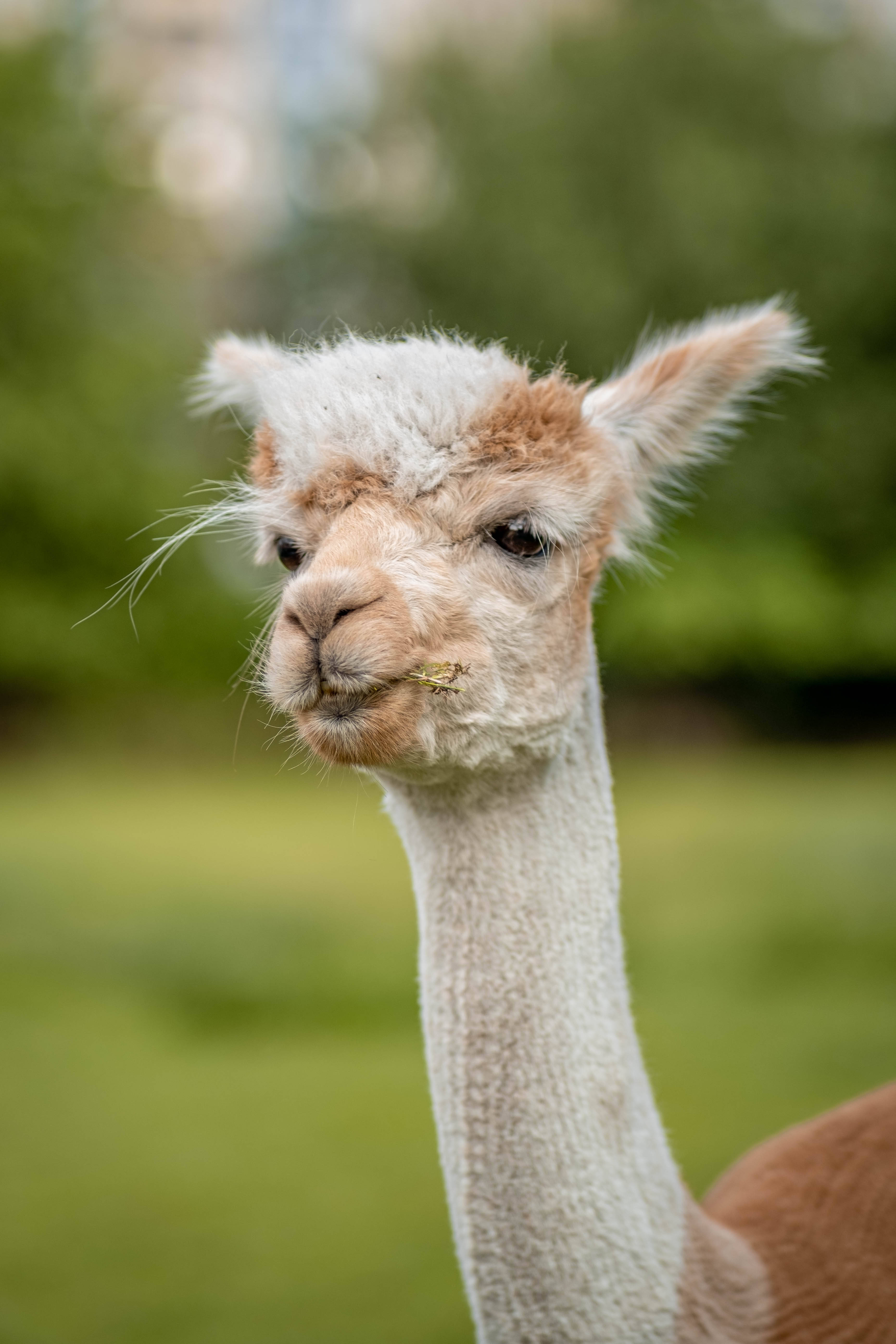 Alpaca 桌布 壁紙 — 一張軟綿綿羊駝的近距離特寫，牠嘴裡叼著一根草莖，背景是柔和的綠色模糊效果。