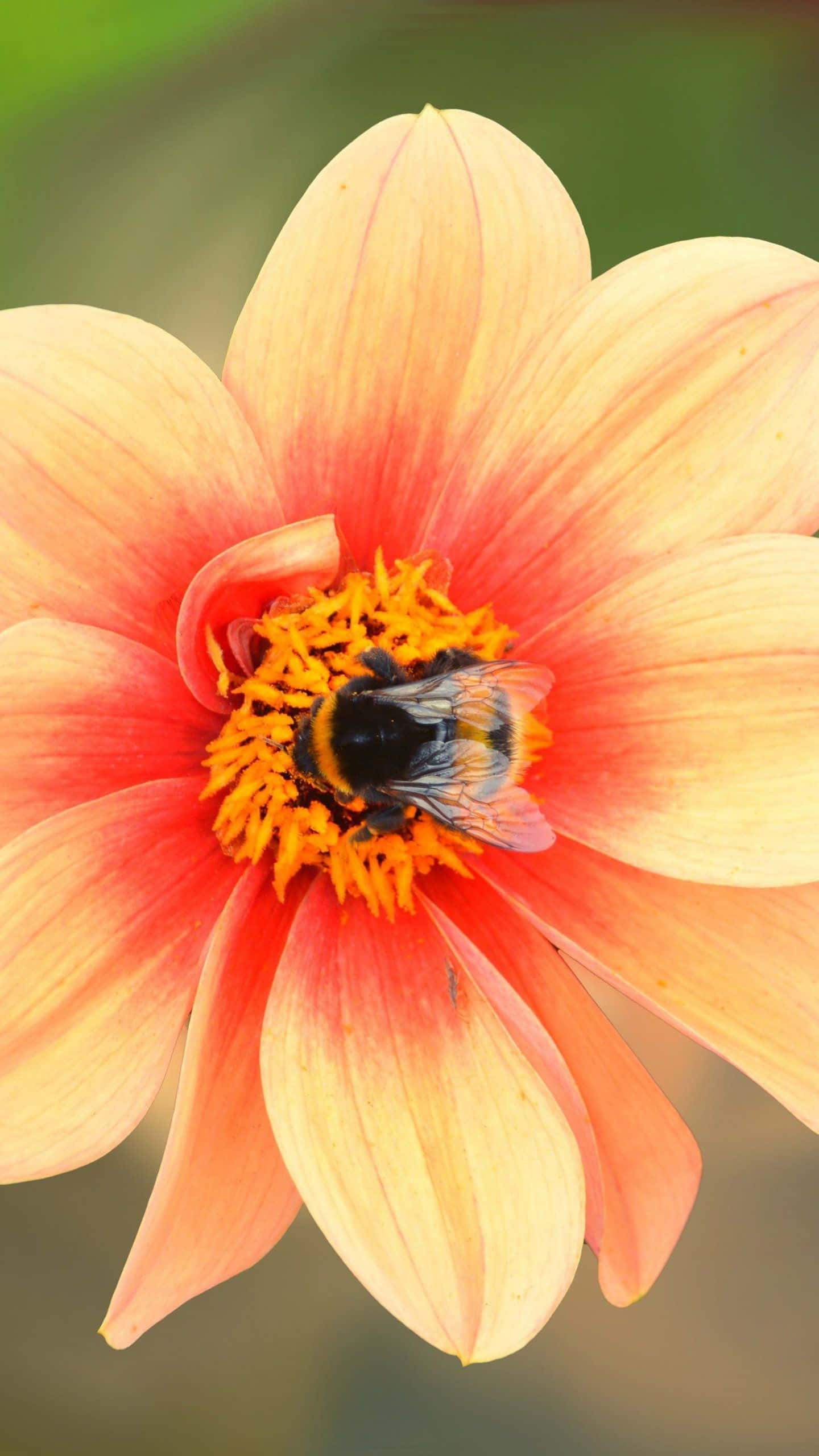 bees 桌布 壁紙 — 一張近距離拍攝的大黃蜂從桃粉紅色大麗花的鮮豔橙色中心收集花粉的照片。