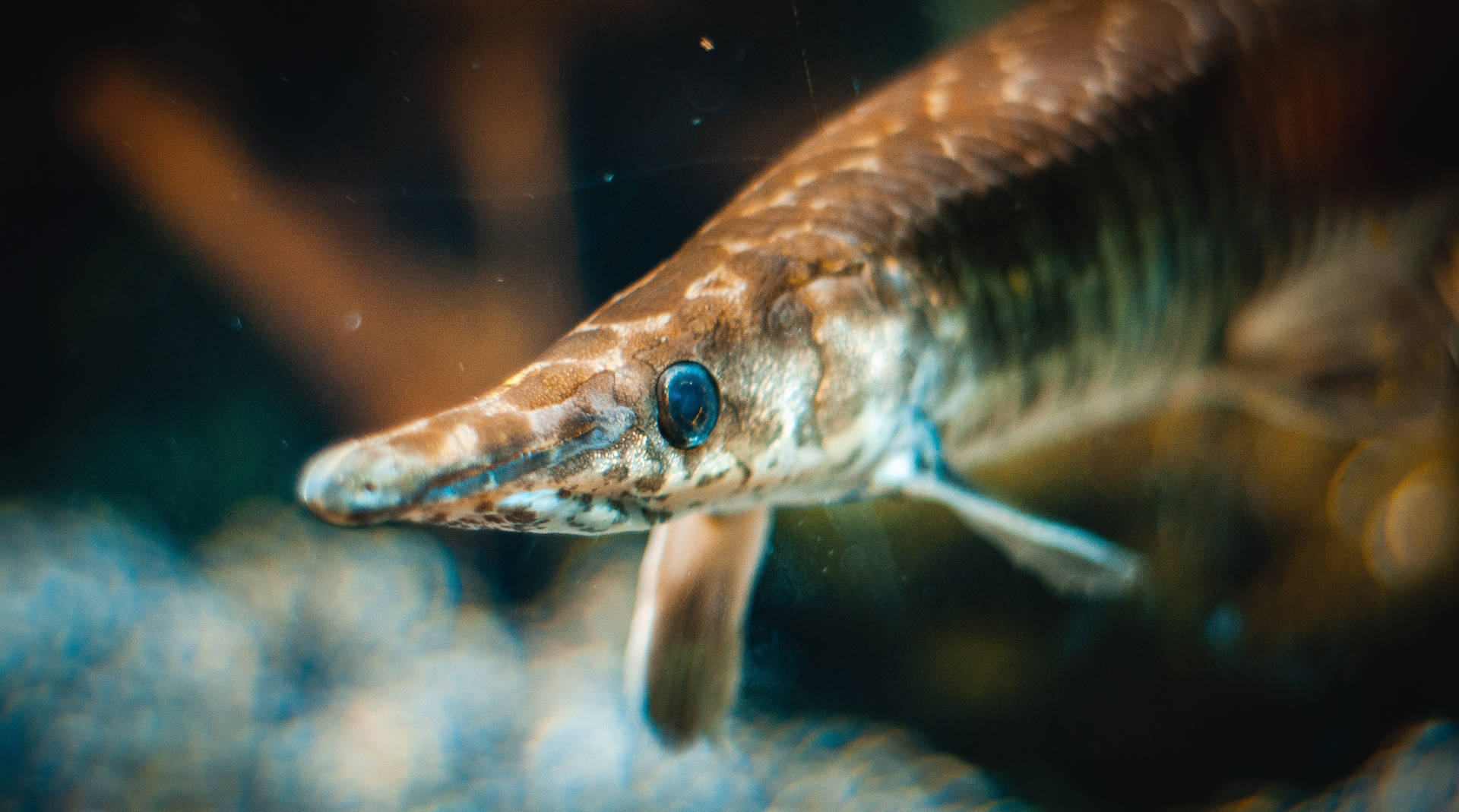 一條斑點雀鱔魚在水下游泳，擁有尖銳的吻部和藍色眼睛。 — 魚 GIF 壁紙