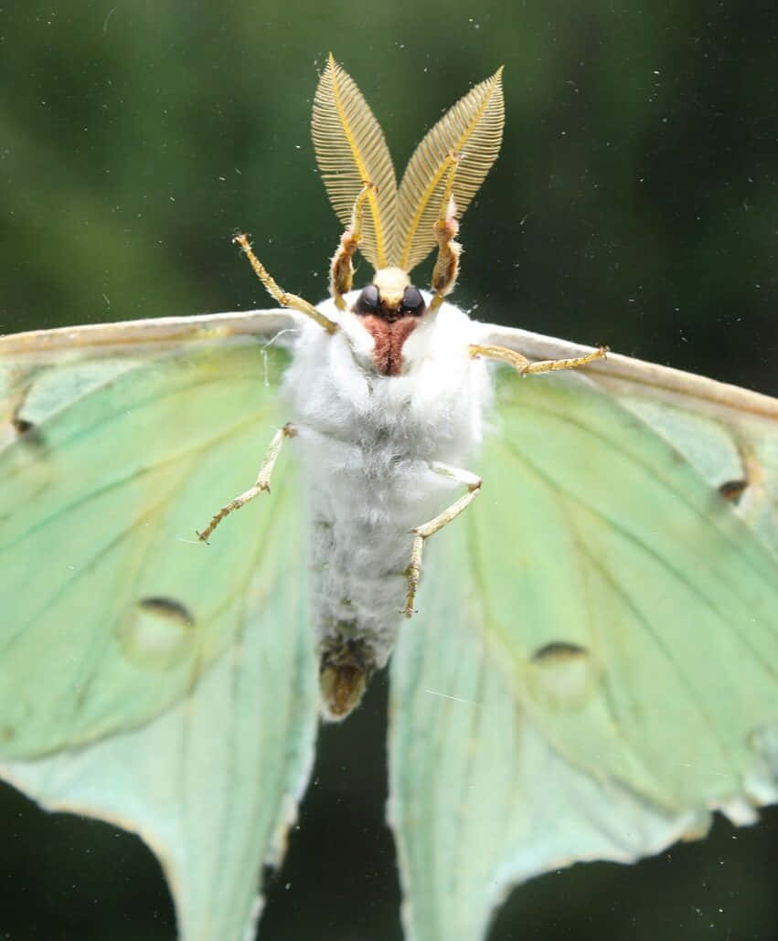 moth 桌布 壁紙 — 一張近距離拍攝的月蛾照片，牠有淡綠色翅膀和羽毛狀觸角，停歇在深色表面上。