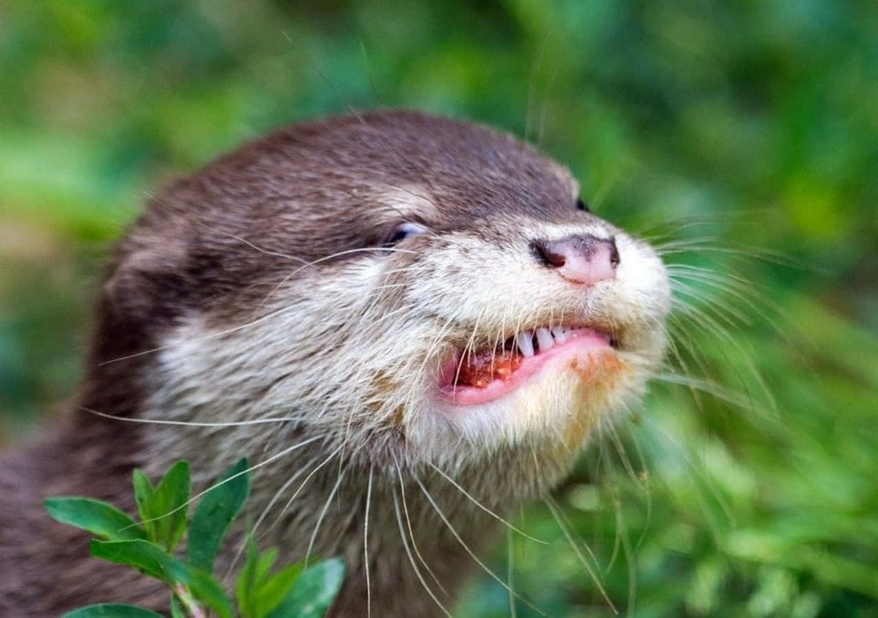 動物 桌布 壁紙 — 一張近距離拍攝的水獺照片，牠張開嘴巴露出牙齒，背景是模糊的綠色。