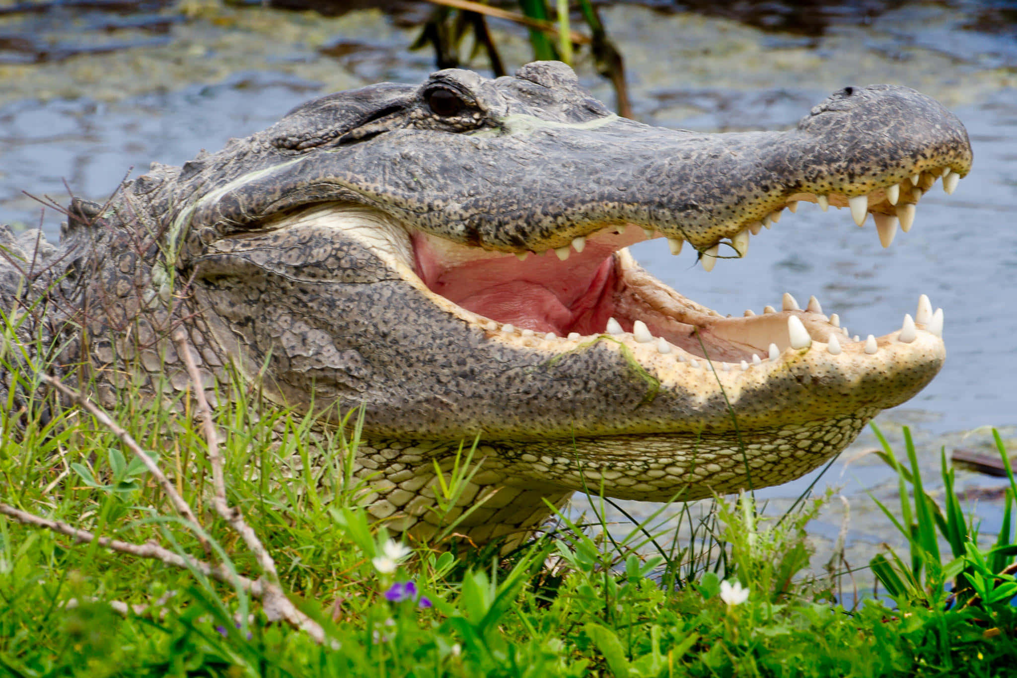 Alligator 桌布 壁紙 — 一張近距離拍攝的短吻鱷照片，牠張大嘴巴，露出鋒利的牙齒和粉紅色的牙齦，附近有水和綠草。