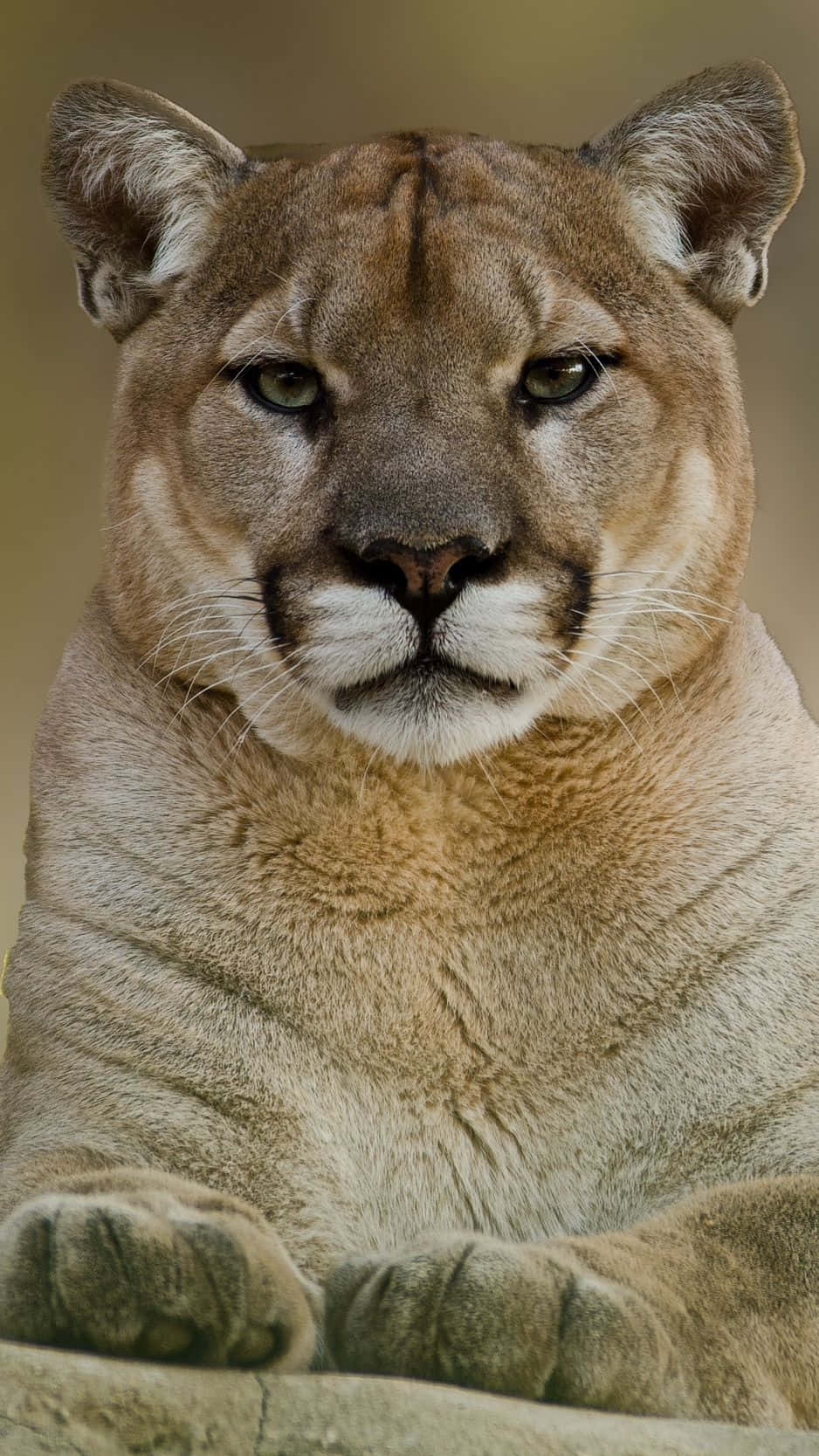動物 桌布 壁紙 — 一張近距離拍攝的美洲獅照片，牠正平靜地休息，擁有強烈的綠色眼睛和柔軟的黃褐色毛髮，背景是模糊的大地色。
