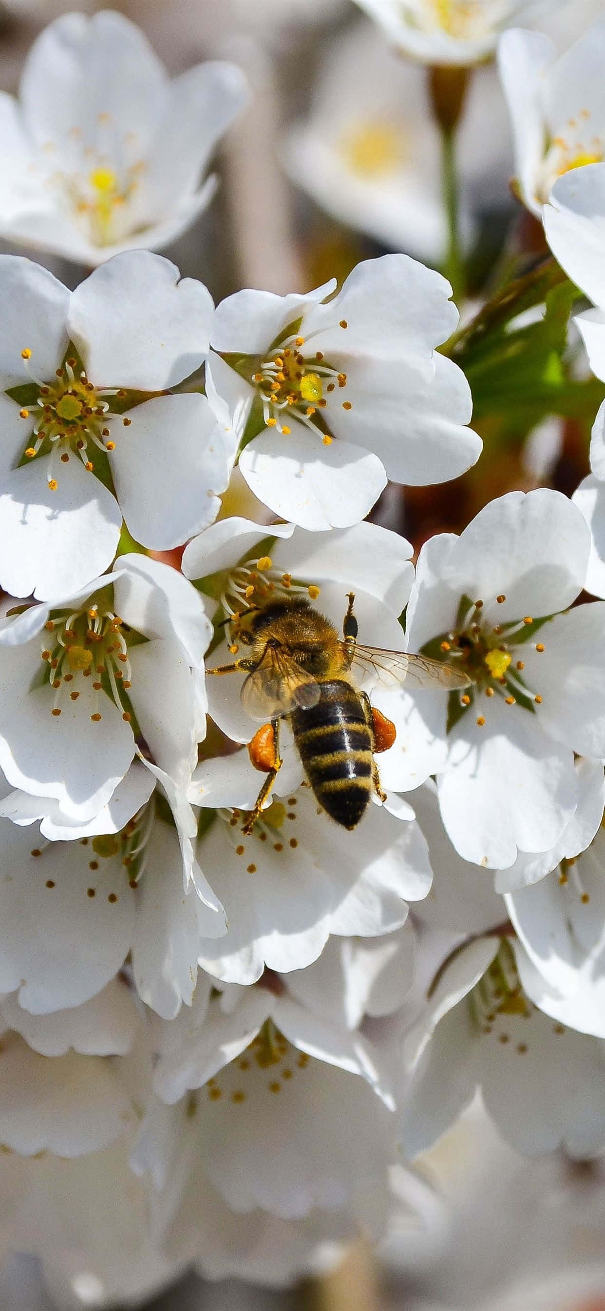 bees 桌布 壁紙 — 一張近距離拍攝的蜜蜂在明亮陽光下從細緻白色櫻花中採集花粉的照片。