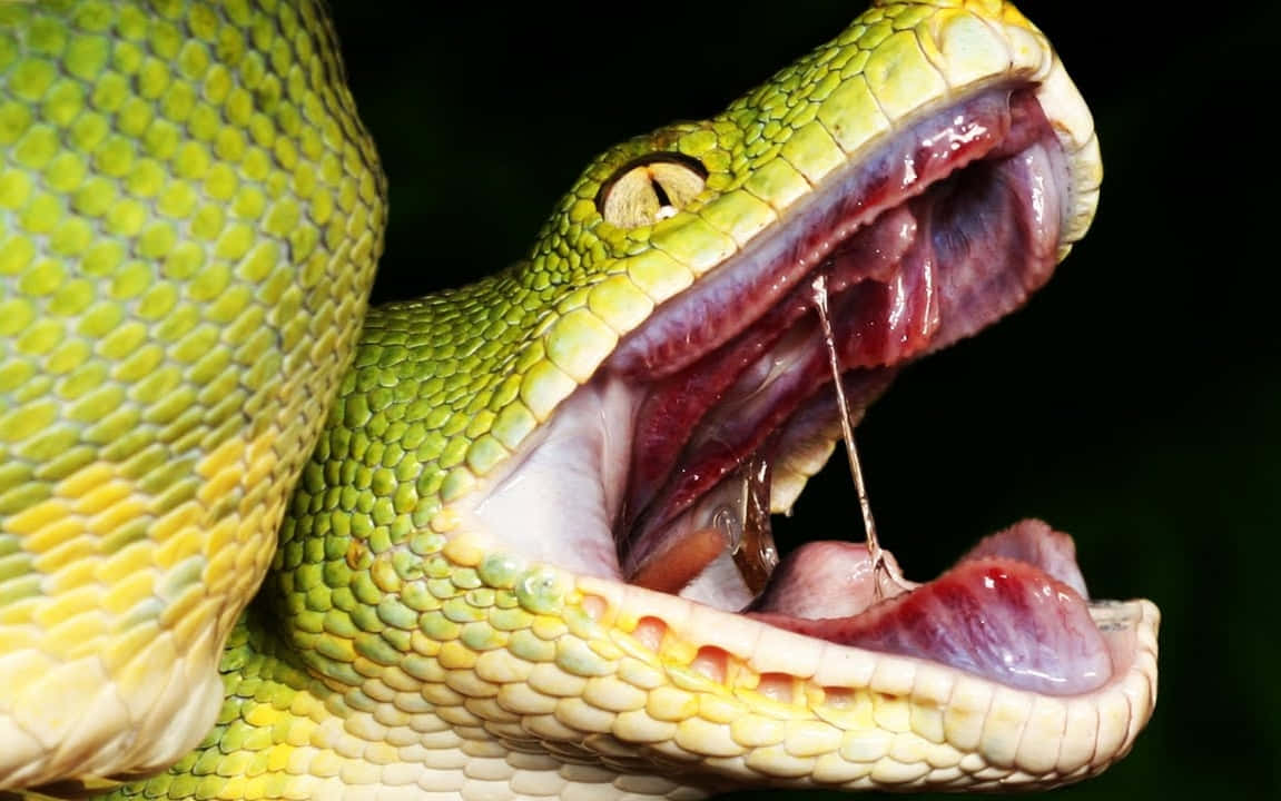 Scary Snake 桌布 壁紙 — 一張近距離拍攝的鮮綠色樹蟒照片，牠張大嘴巴，露出粉紅色的內部及懸垂的舌頭。