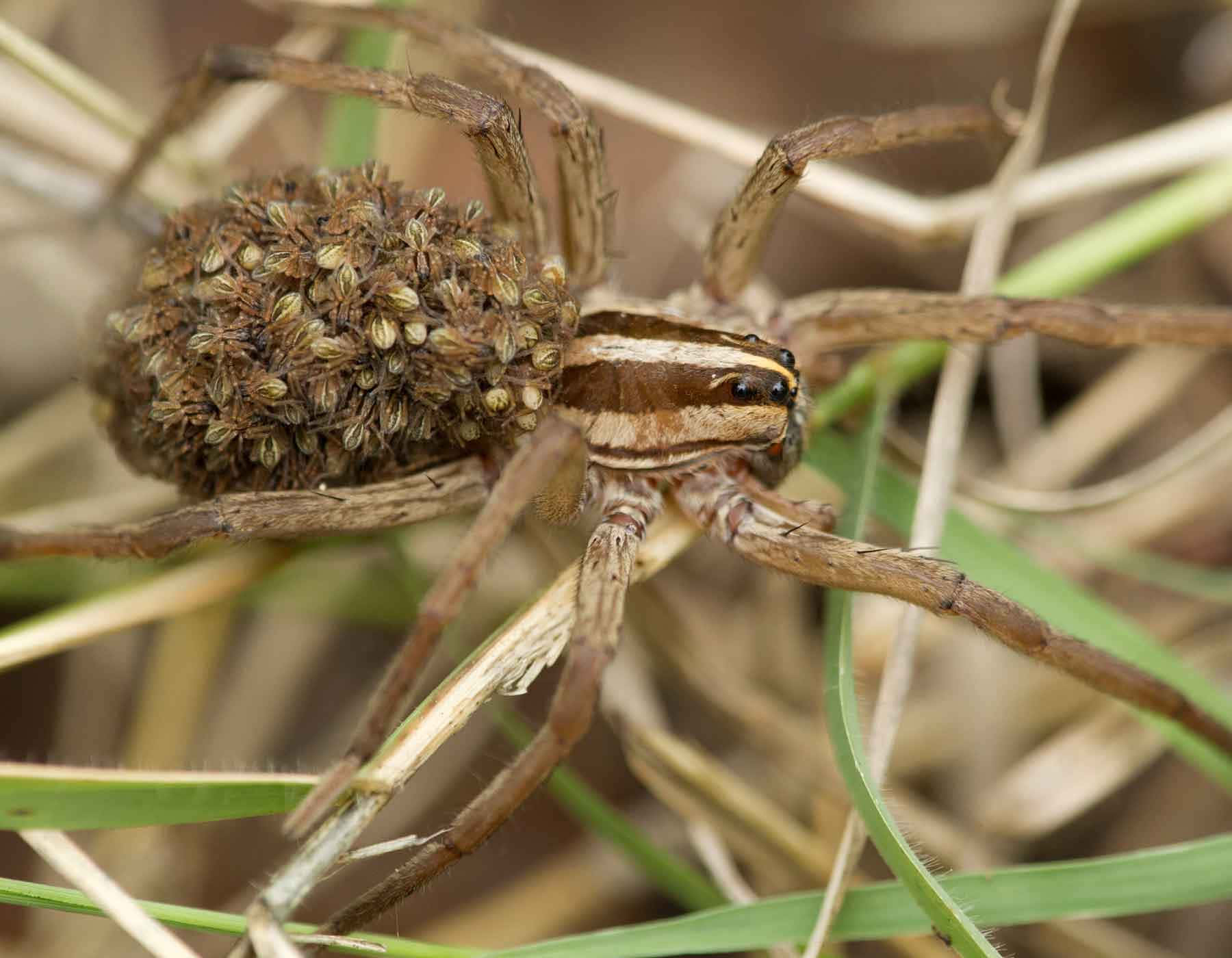 Wolf Spider 桌布 壁紙 — 一張近距離拍攝蜘蛛在草地地形上攜帶密集卵塊的照片。