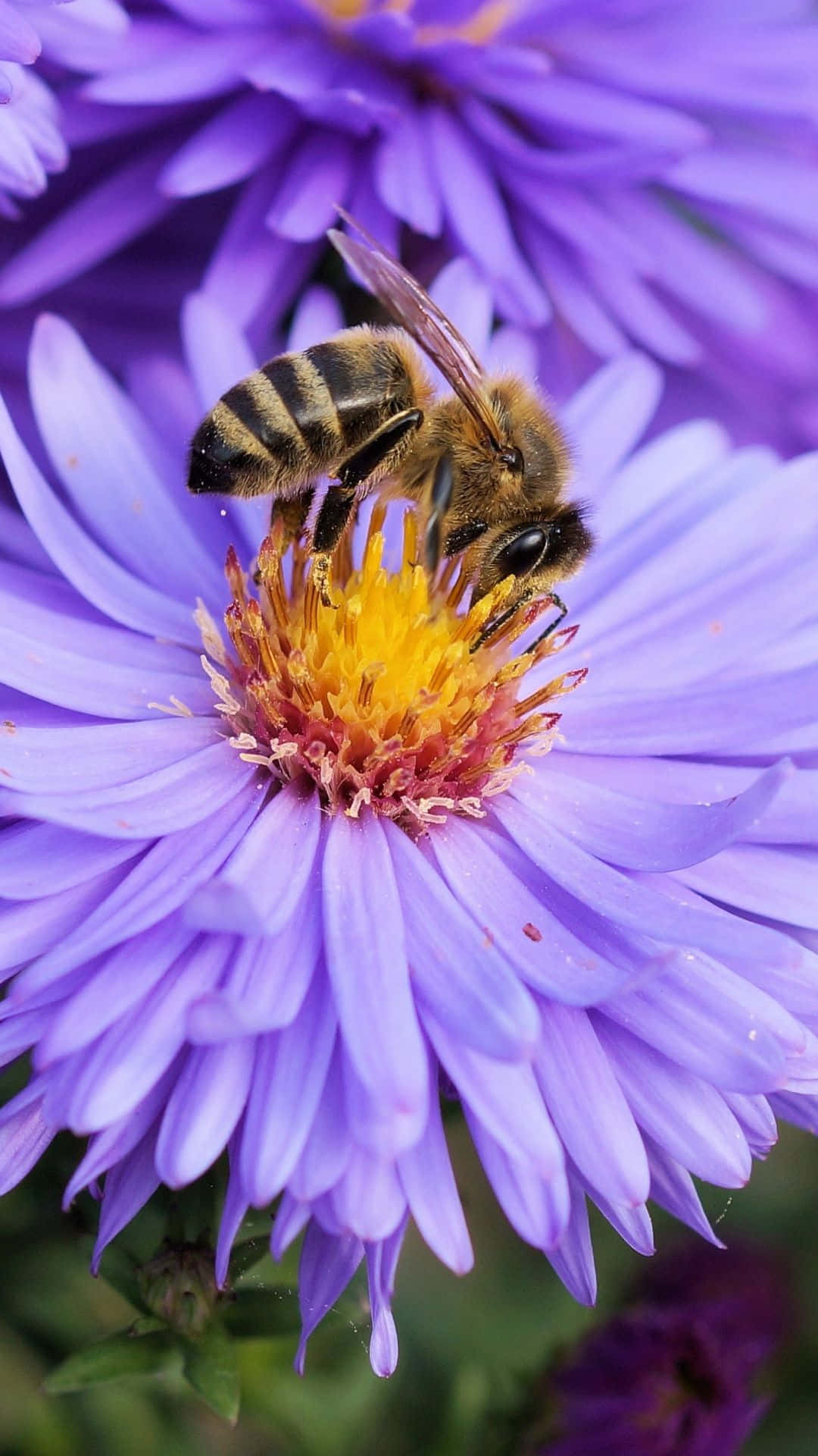 bees 桌布 壁紙 — 一張近距離拍攝蜜蜂在帶有黃色中心的鮮豔紫色紫菀花上採集花蜜的照片。