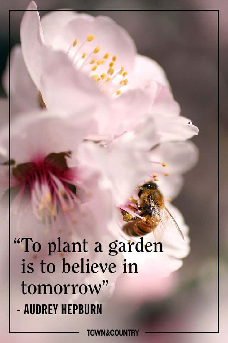 Spring Inspirational 桌布 壁紙 — 一張近距離拍攝蜜蜂從柔和的粉紅色櫻花中收集花粉的照片，背景模糊。