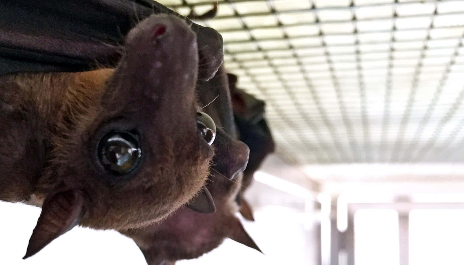 Bats 桌布 壁紙 — 一張近距離照片，展示一隻棕色蝙蝠倒掛在鐵絲網圍欄內，擁有大型反光眼睛。