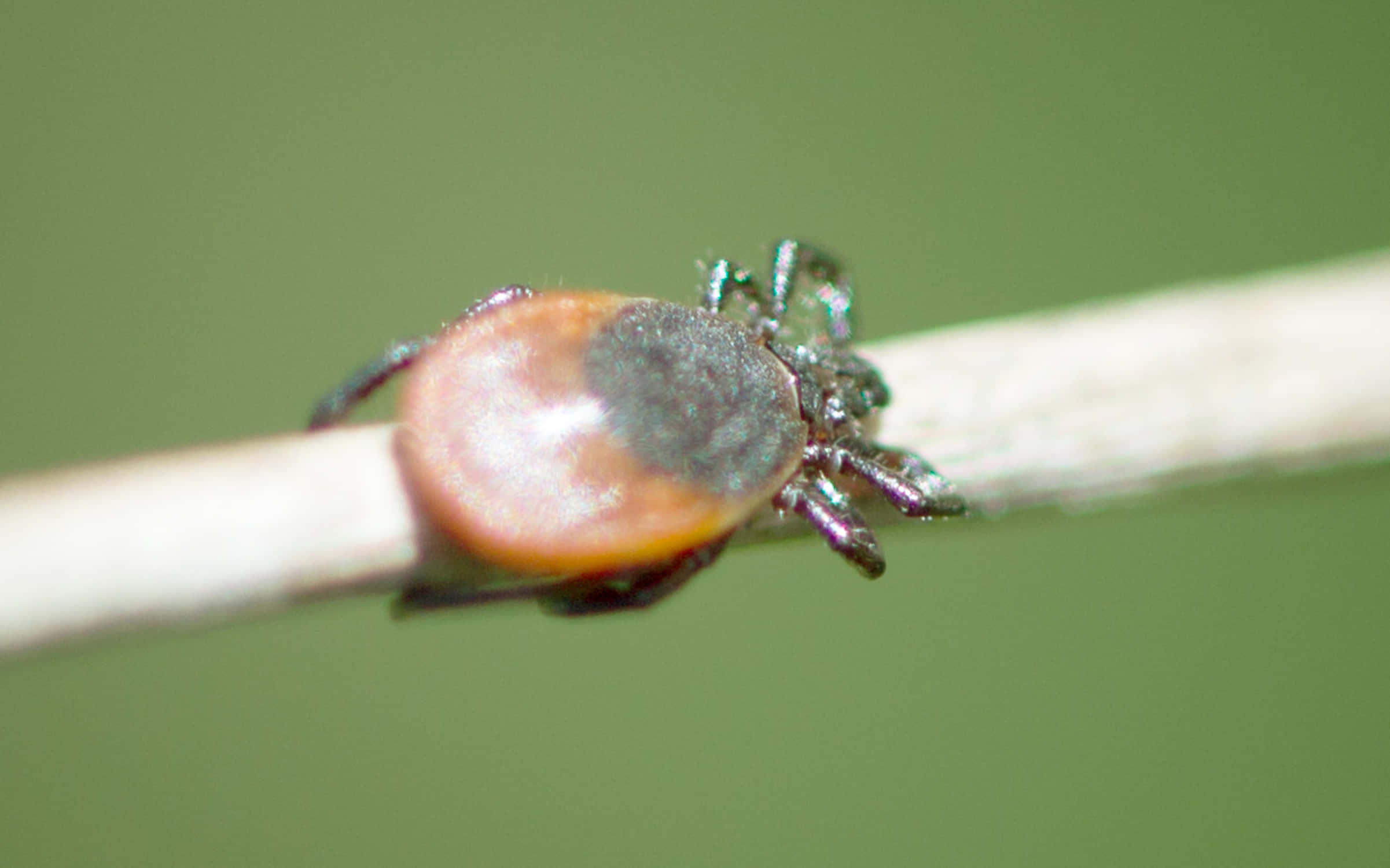 Macro 桌布 壁紙 — 一張近距離照片，顯示一隻身體呈紅橙色、頭部深色的蜱蟲，緊緊抓住一根淺色的小樹枝，背景是柔和的綠色。