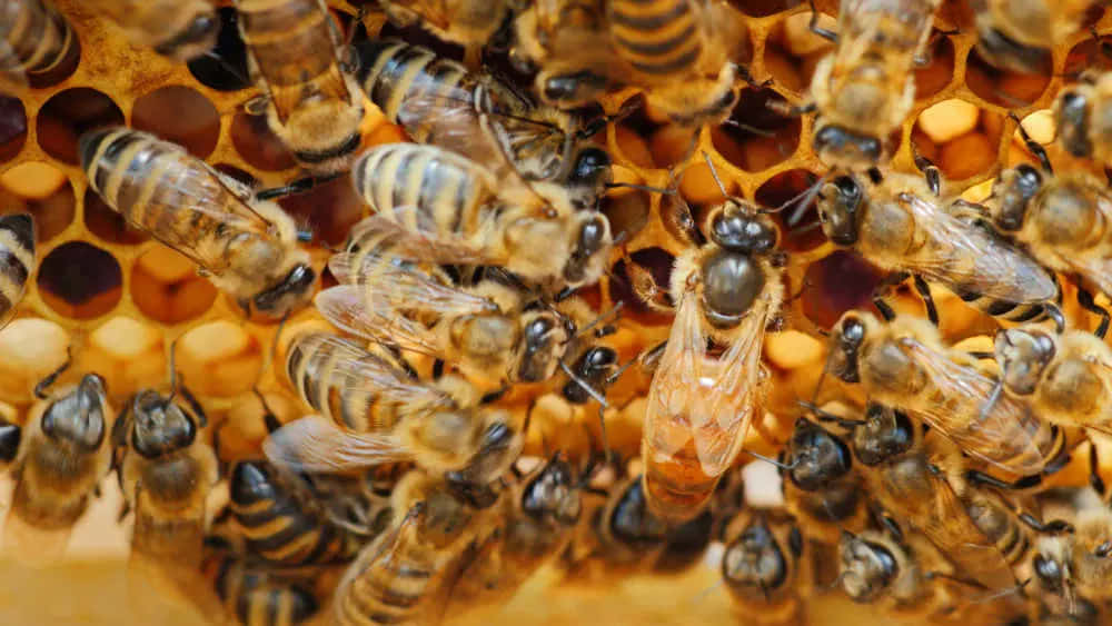 Queen Bee 桌布 壁紙 — 一張近距離照片，顯示眾多蜜蜂在帶有金色琥珀色蜂巢的蜂窩周圍忙碌。