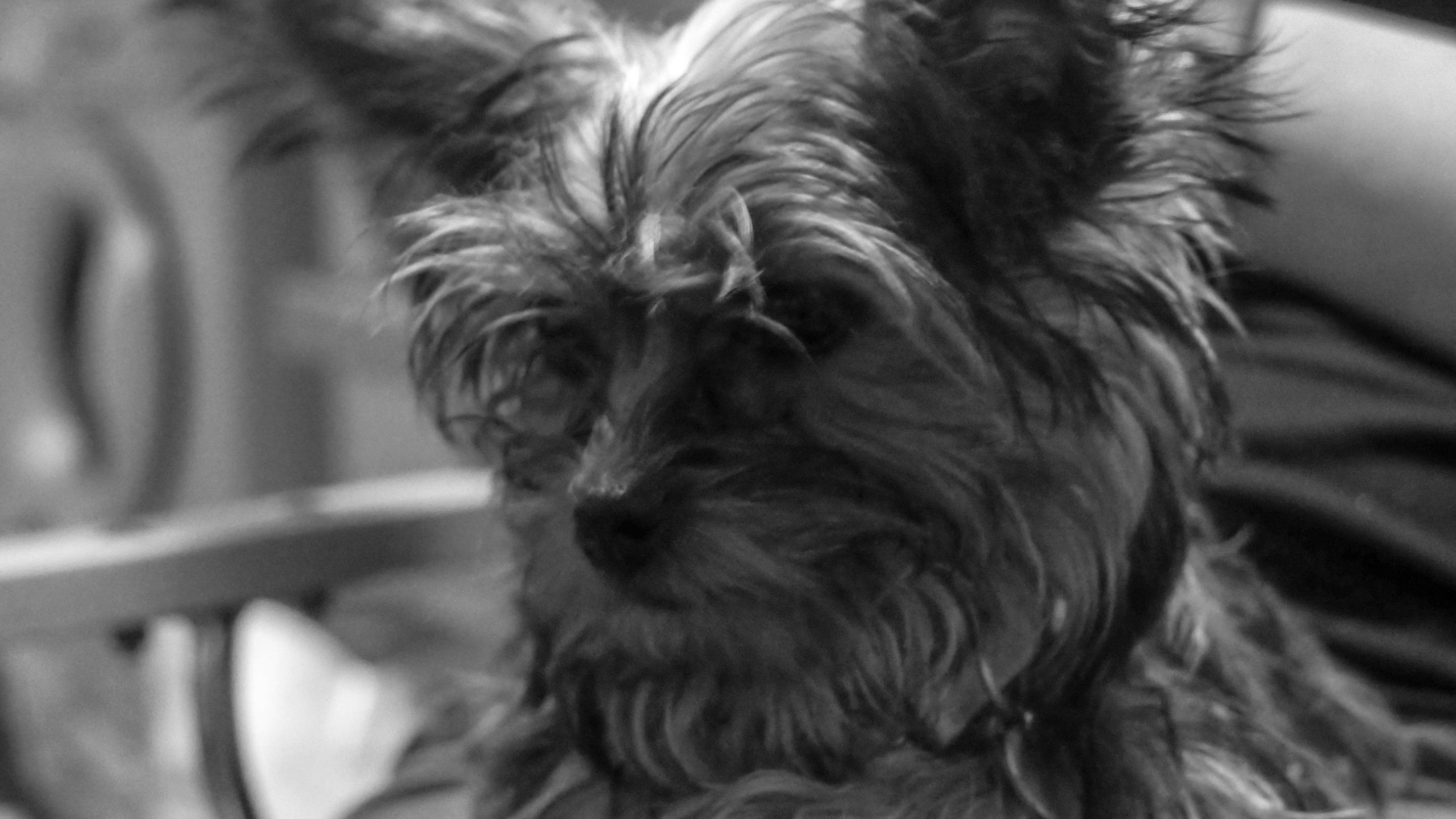 Terrier 桌布 壁紙 — 一張近距離黑白肖像，拍攝一隻毛茸茸、毛髮蓬亂的約克夏㹴，牠正若有所思地凝視著。