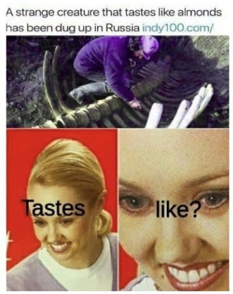 meme 桌布 壁紙 — 一張迷因圖片，有一個人跪在一個大型化石生物旁邊，還有一個分裂的臉部反應鏡頭問『味道像？』