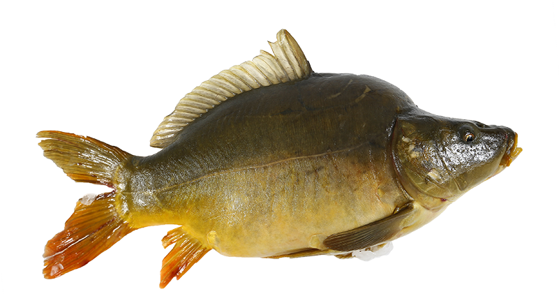 Carp 桌布 壁紙 — 一張金色鯉魚的詳細照片，魚鰭和鱗片呈橙色，背景為黑色。