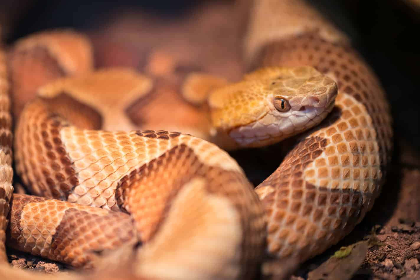 Copperhead Snake 桌布 壁紙 — 一張銅頭蛇蜷縮在地上的特寫照片，溫暖的燈光突顯了其紋理鱗片。