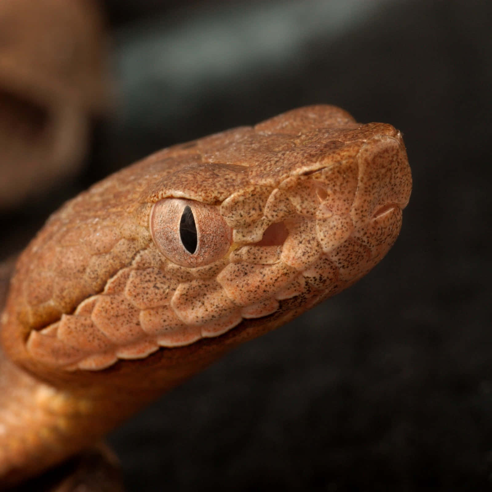 Copperhead Snake 桌布 壁紙 — 一張銅頭蛇頭部的特寫照片，顯示出詳細的鱗片和警覺的眼睛，背景為黑暗模糊。