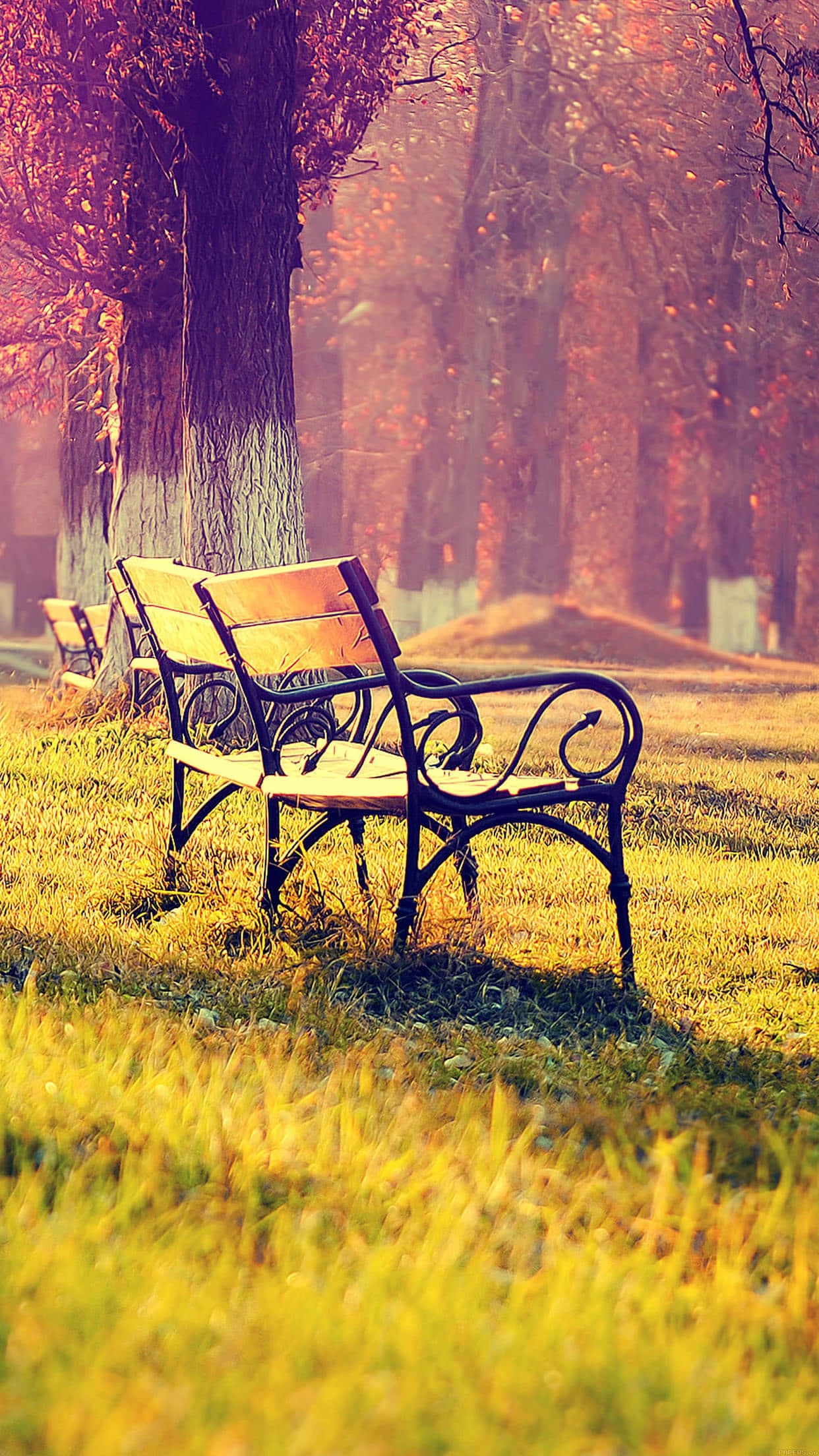 chair 桌布 壁紙 — 一張鍛鐵長椅坐落在陽光明媚的秋日公園中，金色的草地和樹木呈現出火紅和橙色的色彩。