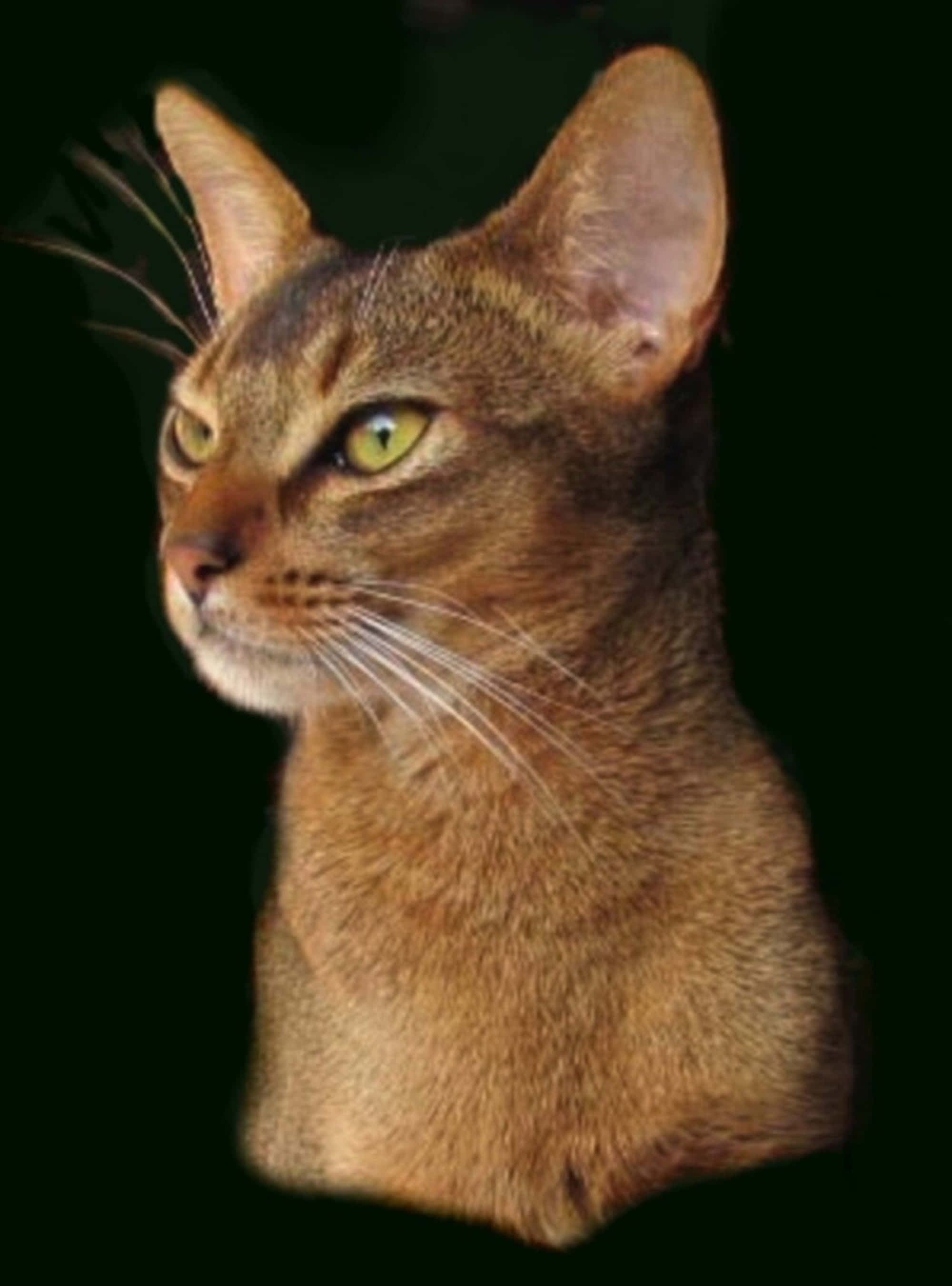 Abyssinian 桌布 壁紙 — 一張阿比西尼亞貓的特寫，擁有引人注目的綠色眼睛和光滑的棕色毛髮，背景為深色。