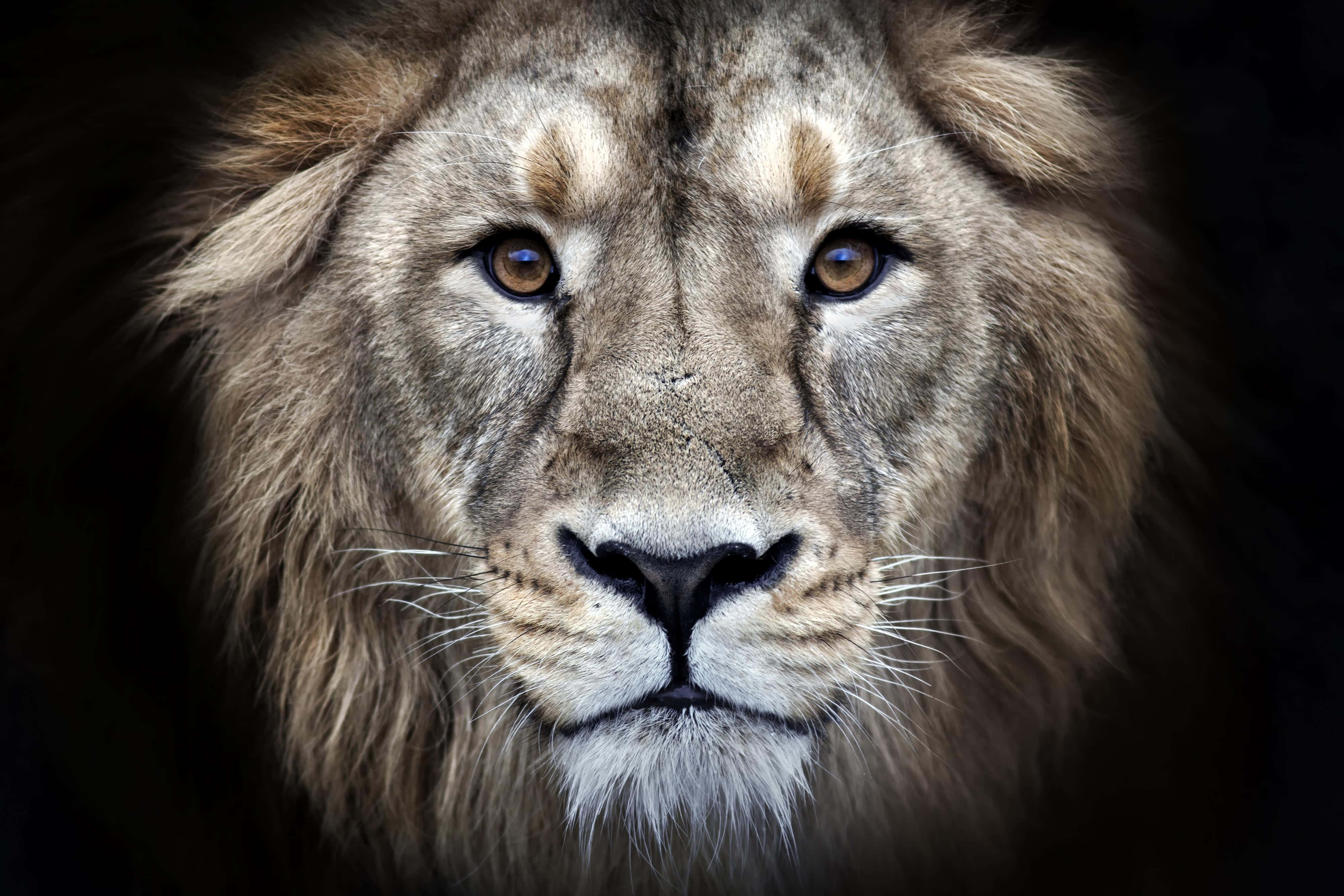 Lion Face 桌布 壁紙 — 一張雄性獅子在黑暗背景下強烈凝視的特寫照片。