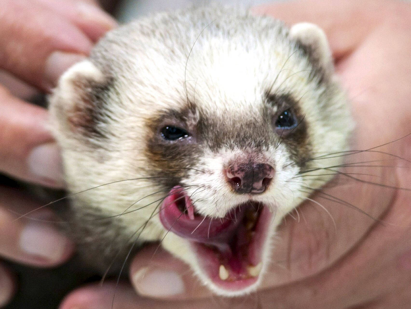 Ferret 桌布 壁紙 — 一張雪貂的近距離照片，牠睜大眼睛、張開嘴巴，被人類雙手輕輕捧著。
